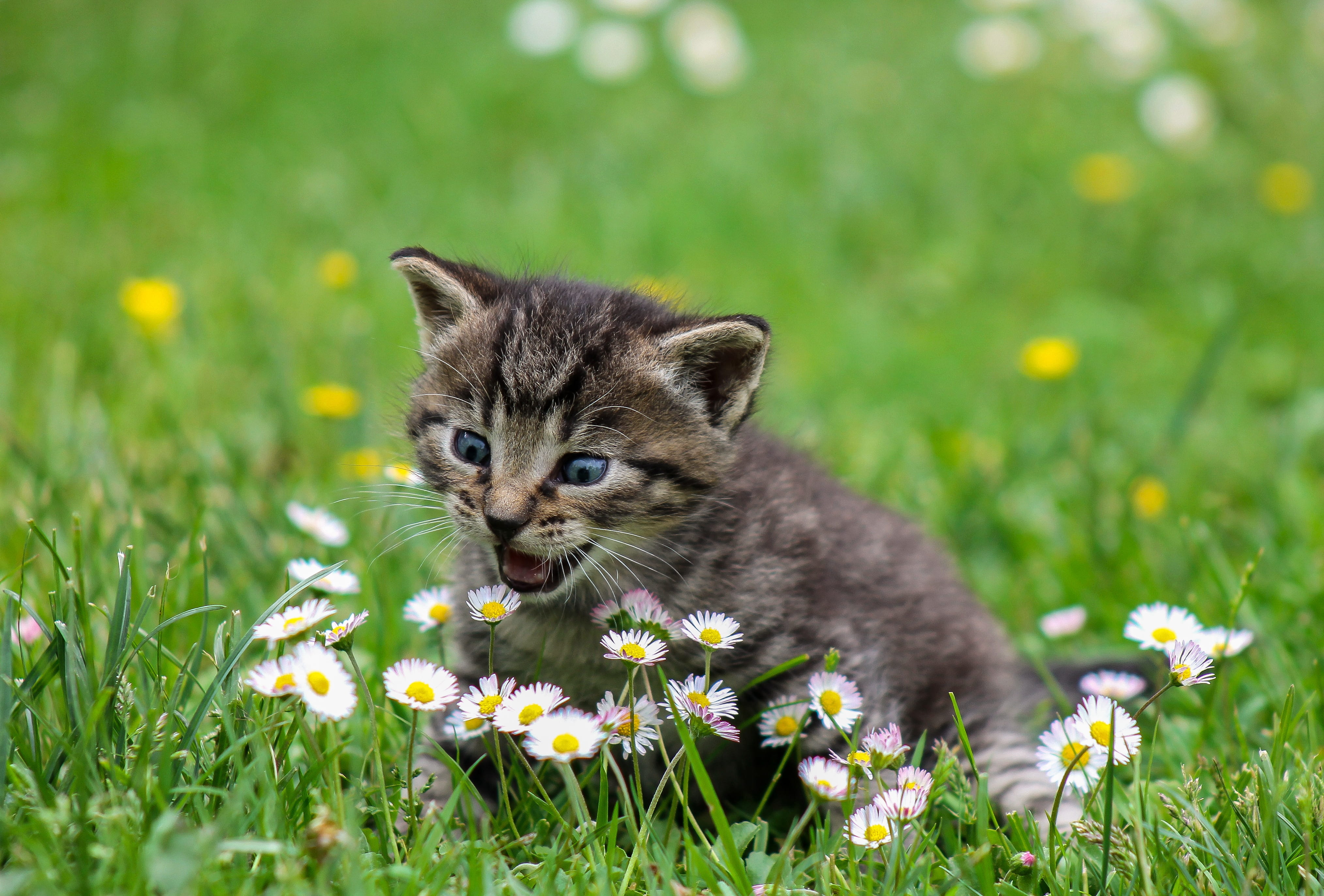 feline, top, domestic cat, field, tabby, flower, lawn, outdoors, cat, gray, whisker, freshness, pets, plant, animal, flowering plant, grass, kitty, kid cat, HD Wallpaper