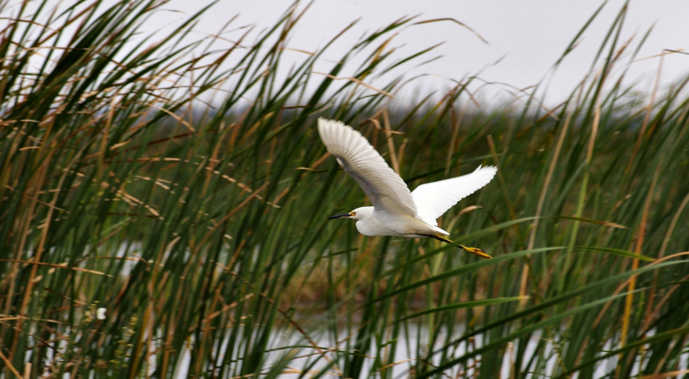tullies, day, mid-air, flying, spread wings, Animals, white color, snowy, animals in the wild, water, animal wildlife, animal, grass, bird, one animal, HD Wallpaper