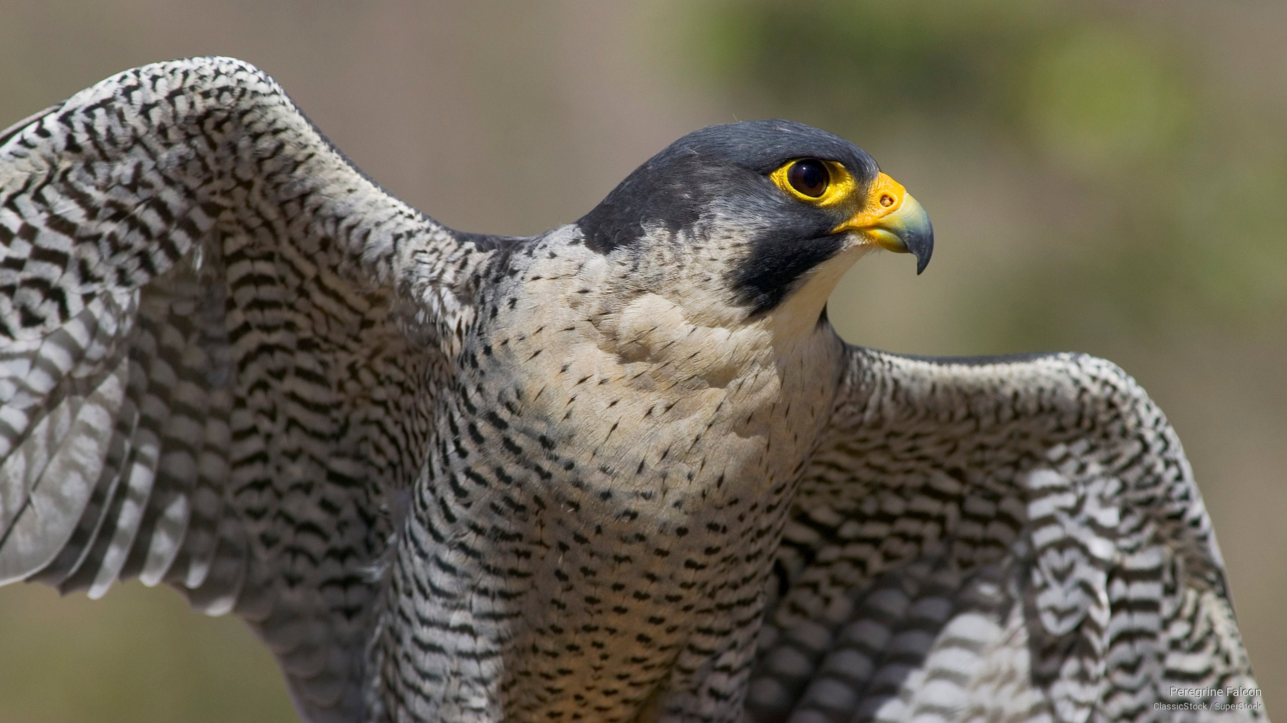 Birds, 2K, peregrine, falcon, HD Wallpaper
