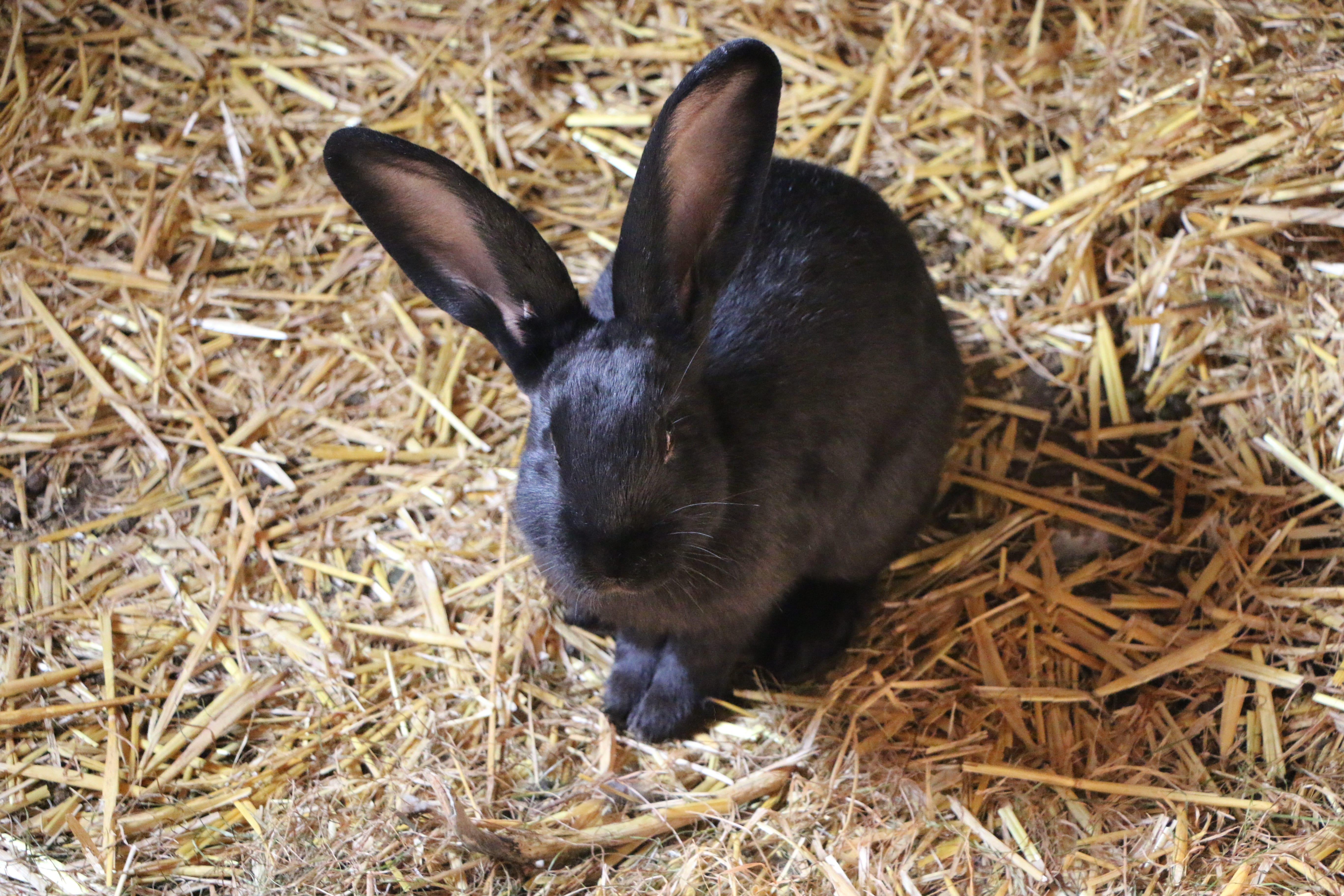 high angle view, animals in the wild, day, hof, whisker, animal head, ears, field, pet, pets, herbivorous, straw, animal wildlife, vertebrate, mammal, rabbit, HD Wallpaper