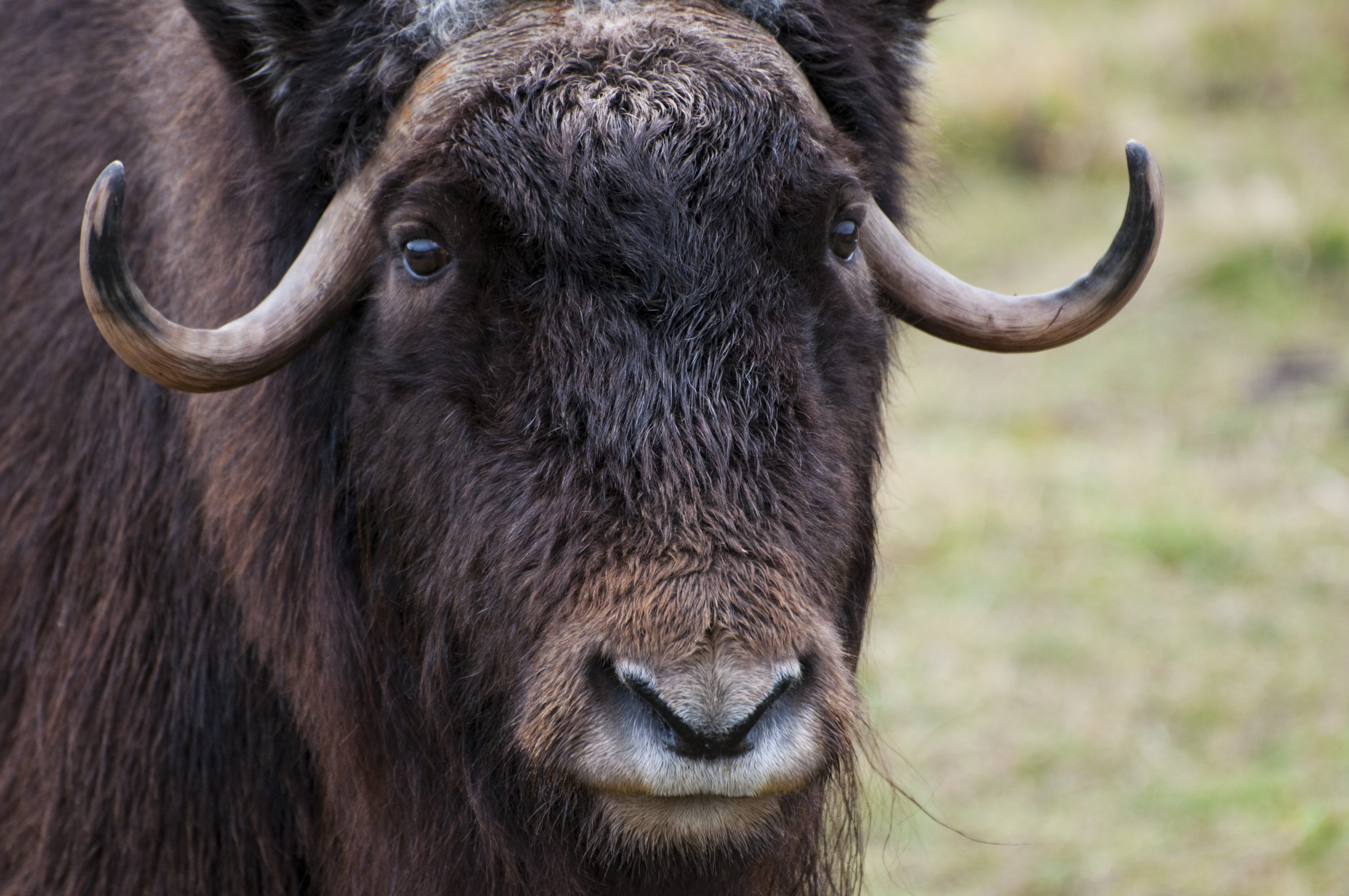 animal wildlife, animals, vertebrate, american bison, strength, portrait, 4K, animal, livestock, winter, mammal, male animal, bull - animal, horned, wildlife, HD Wallpaper