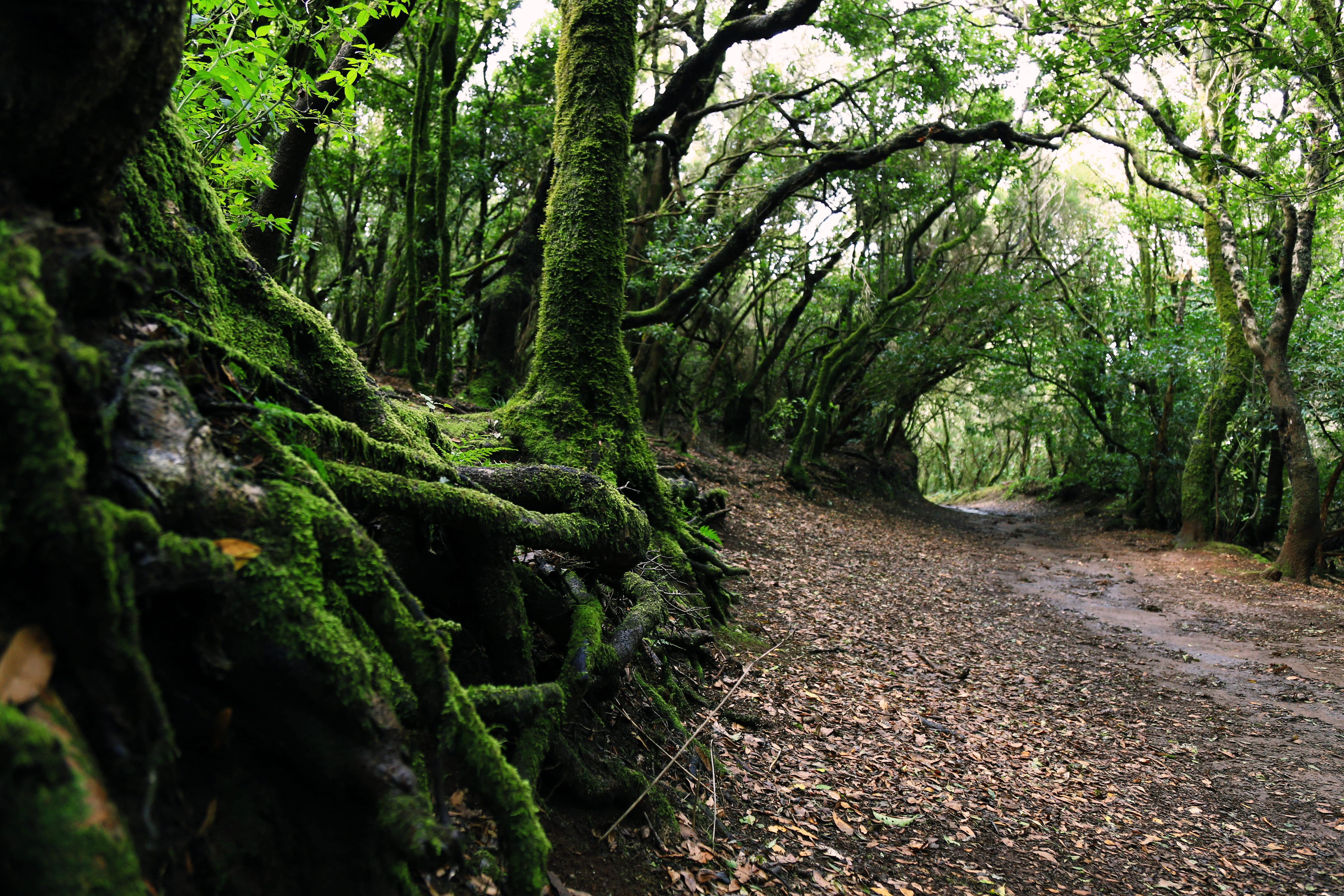 trees, land, trunk, plant, beauty in nature, lush foliage, footpath, tranquility, 5K, druid, rainforest, scenics - nature, non-urban scene, tranquil scene, HD Wallpaper