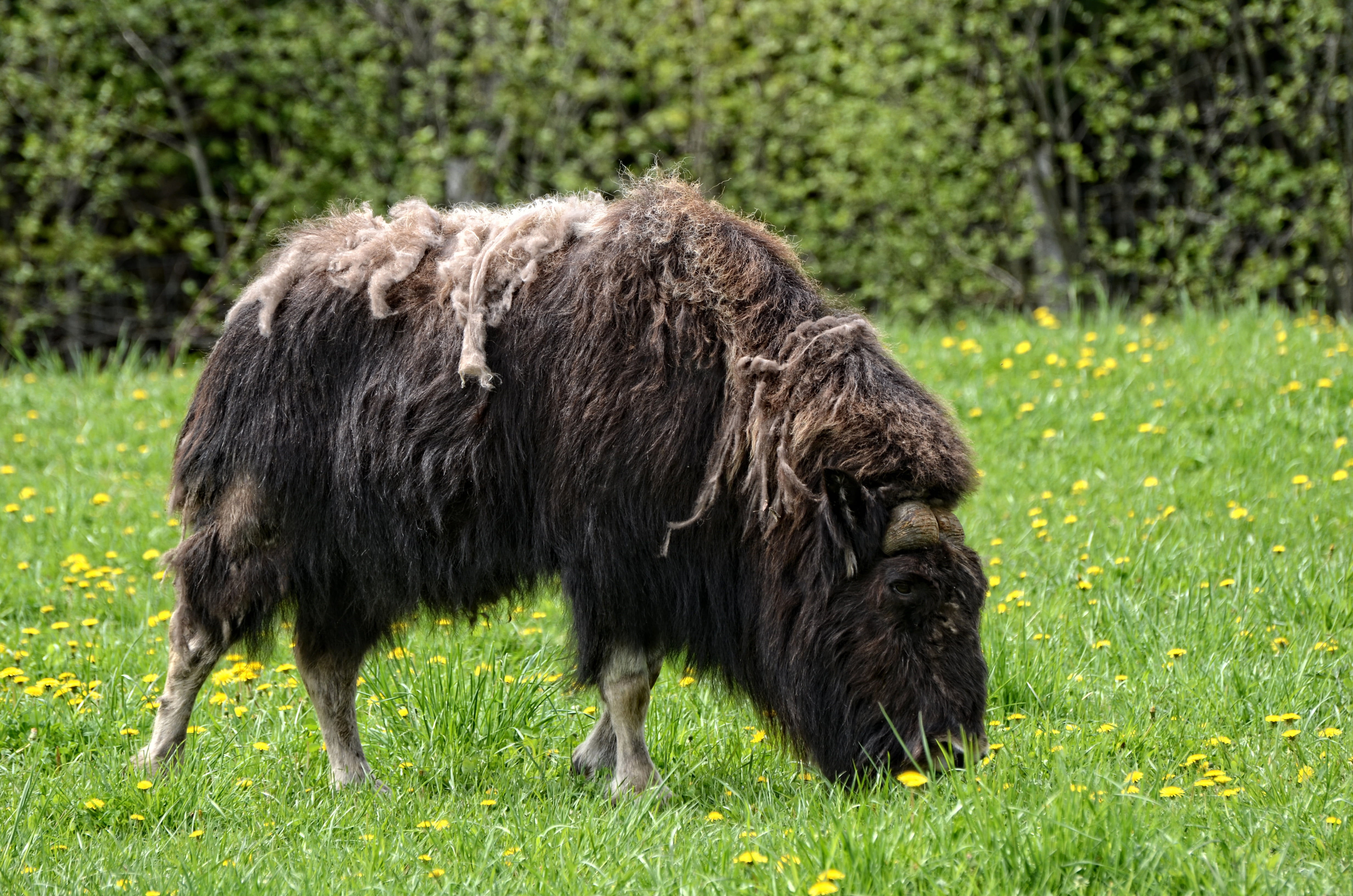 domestic, pets, 4K, field, bull, animal, muskox, livestock, horned, herbivorous, animal hair, musk, animal themes, nature, canada, domestic animals, outdoors, HD Wallpaper