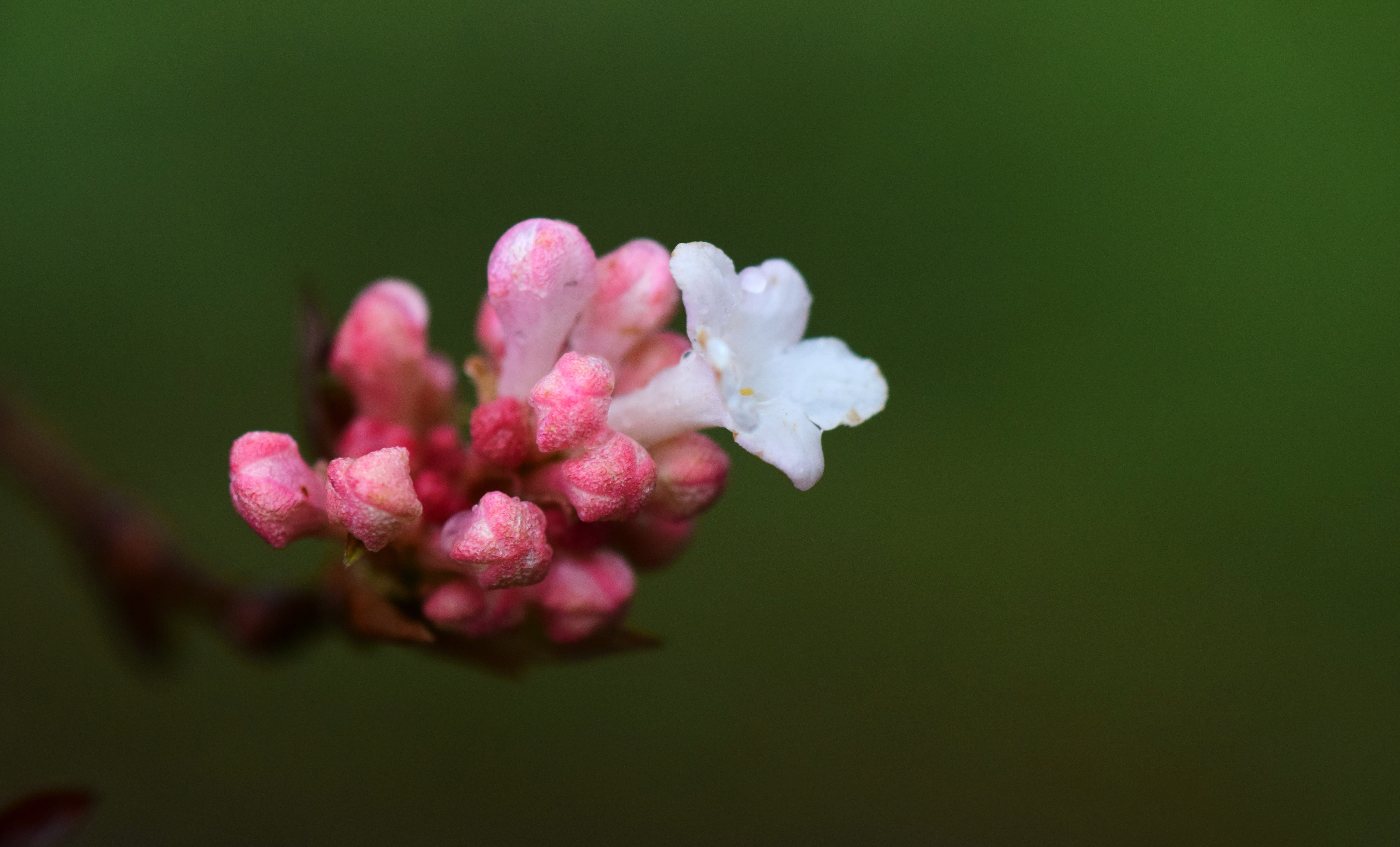 no people, musk herb gewaechs, petal, pink color, indoors, beauty in nature, winter, inflorescence, flower, 5K, freshness, moist, drip, plant, fragrant snowball, HD Wallpaper