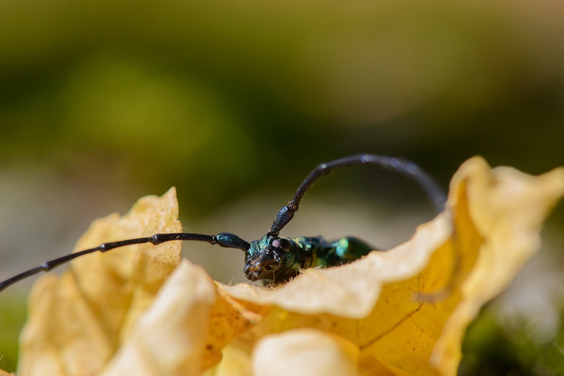 tree, plant part, animal, life, leaf, autumn, sun, background, animal wildlife, close-up, detail, one animal, macro, invertebrate, blurred, insect, focus on foreground, HD Wallpaper