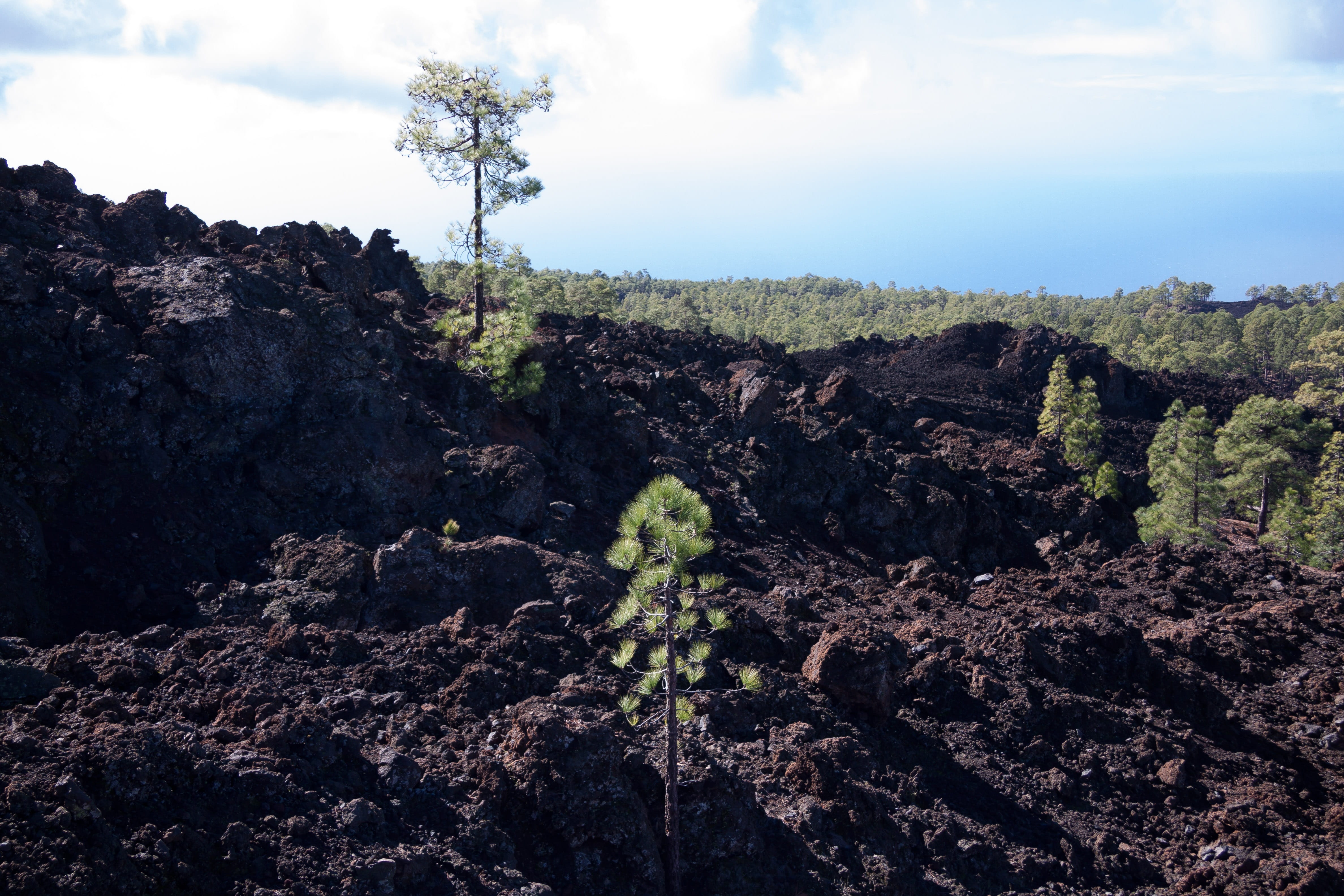 cloud - sky, trist, brown, dark, green color, no people, lava flow, pinus canariensis, tranquil scene, tenerife, pine, cold, agriculture, non-urban scene, HD Wallpaper
