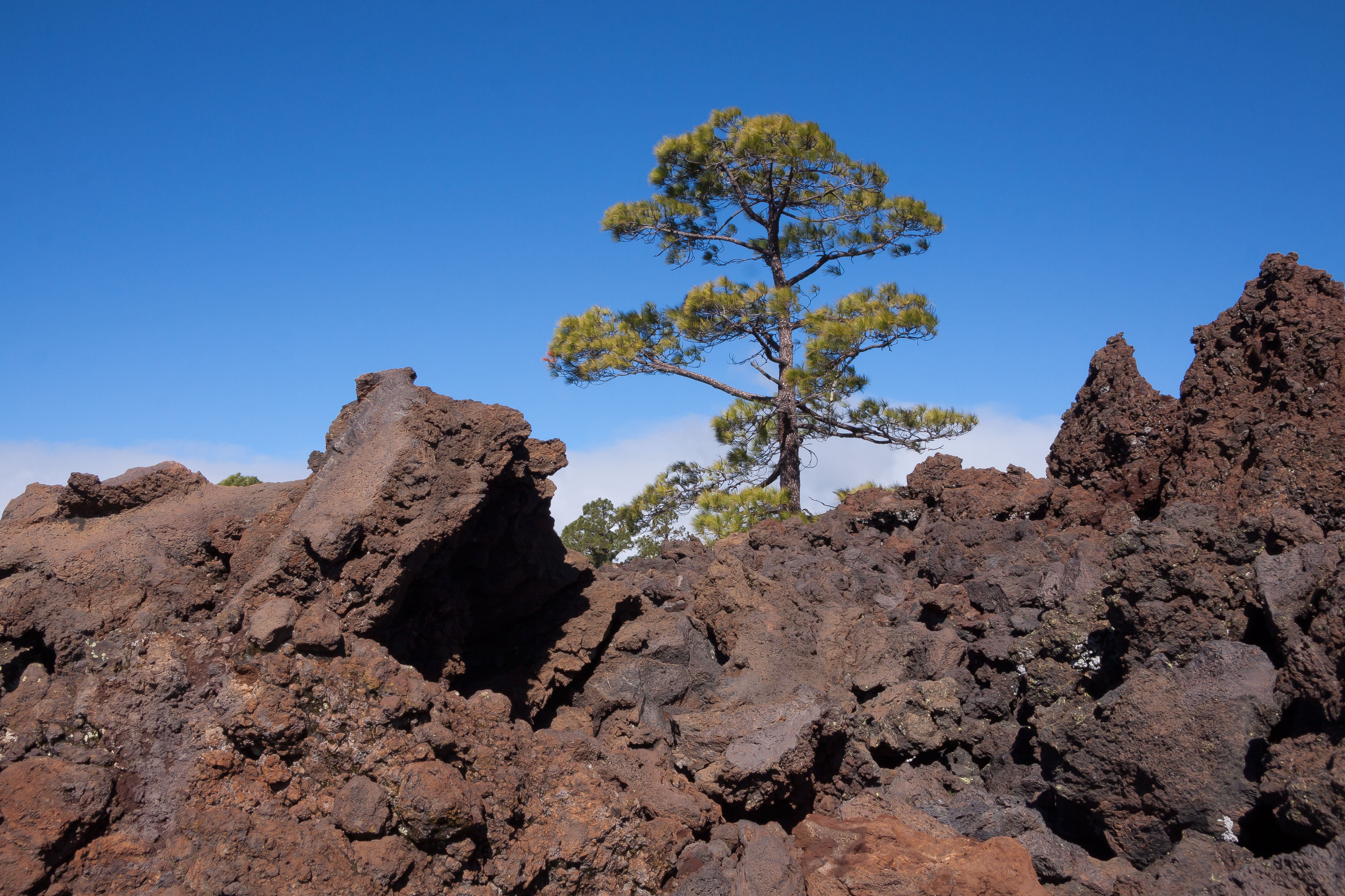no people, plant, pinus canariensis, solid, contrast, rock formation, travel, landscape, canary kiefer, cold, outdoors, pine, sky, land, dirt, trist, lava rock, HD Wallpaper