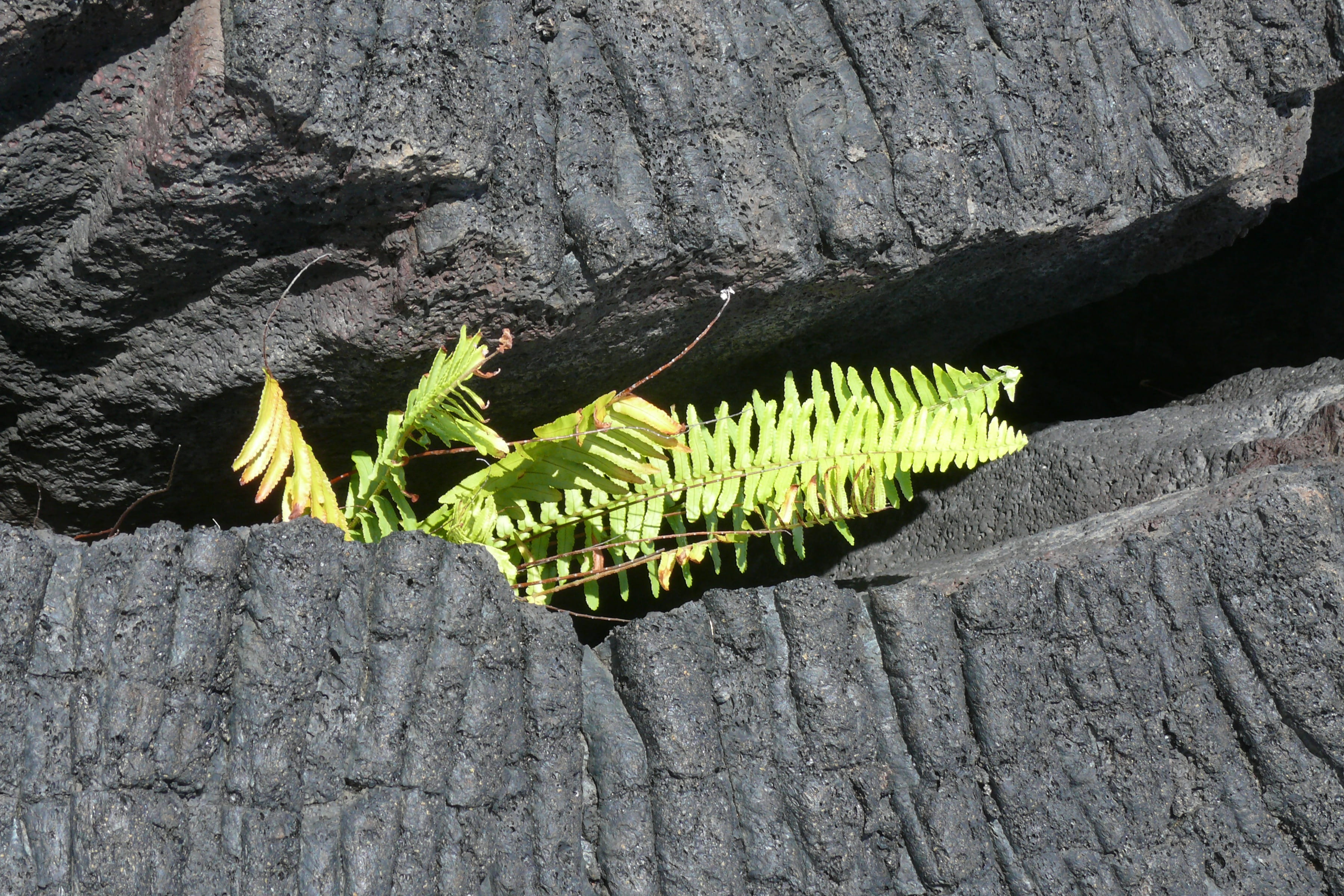 leaf, green color, rock, plant, no people, animal wildlife, solid, Nature, Volcano, close-up, tree, rock - object, textured, rough, Parka, island, National, HD Wallpaper