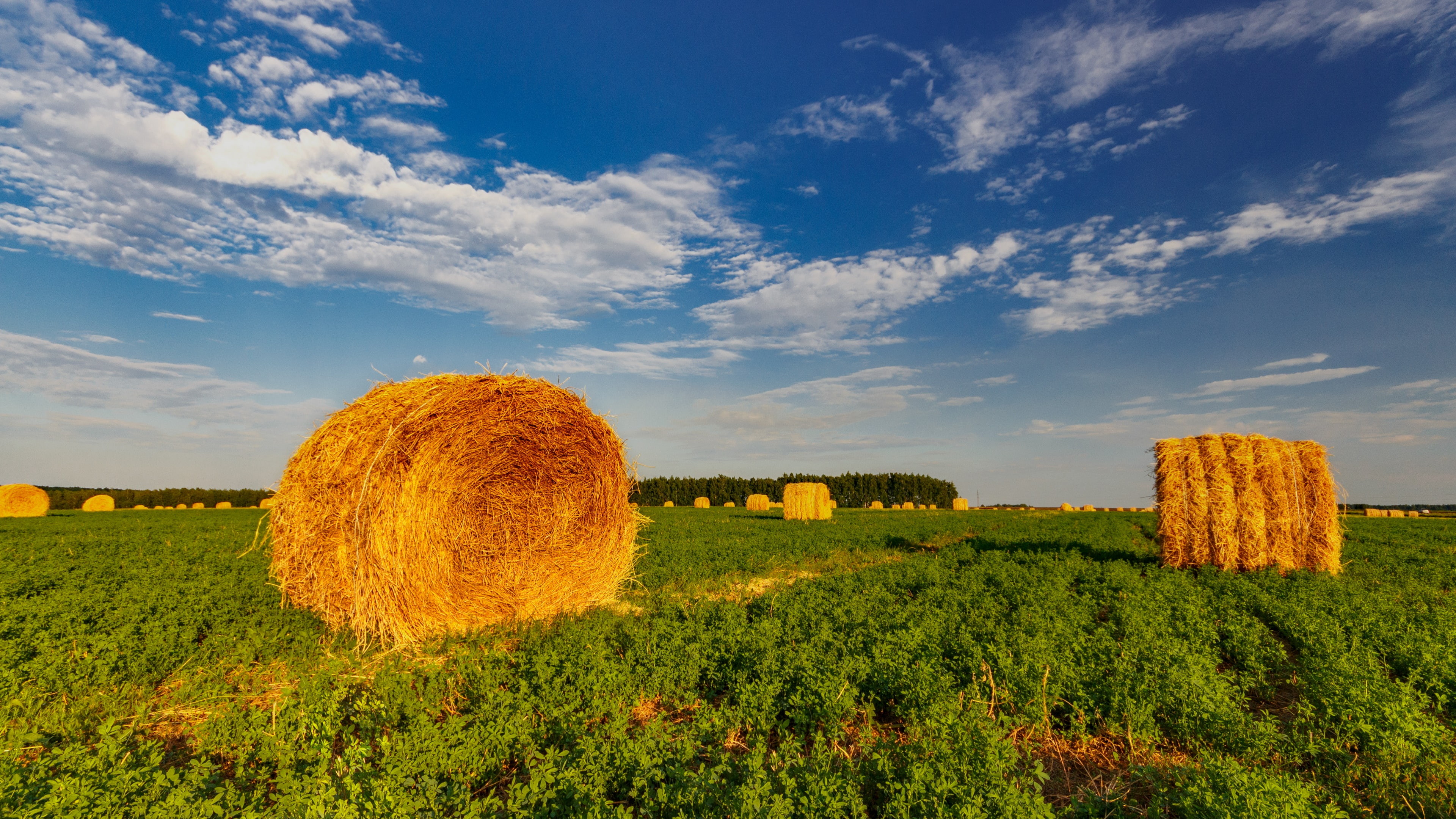 meadow, hay, field, grassland, rural area, straw, agriculture, 4K, russia, sky, blue sky, ryazan, horizon, prairie, daytime, farm, crop, grass, pronsky, HD Wallpaper