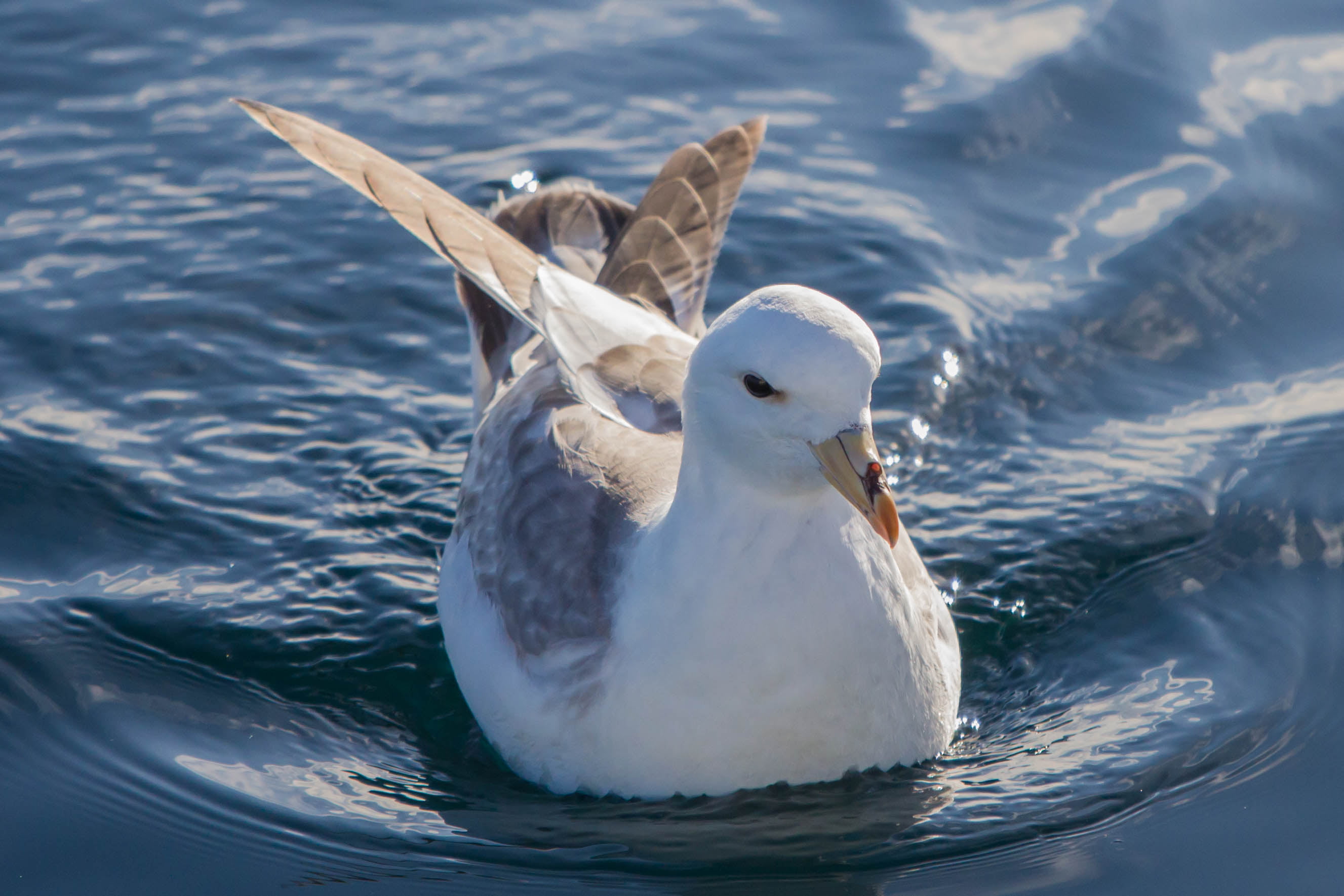 animal, body, nature, sea, white, daytime, United States, bird, fulmarus glacialis, glacialis, body of water, 2K, fulmar, northern, seagull, wildlife, HD Wallpaper