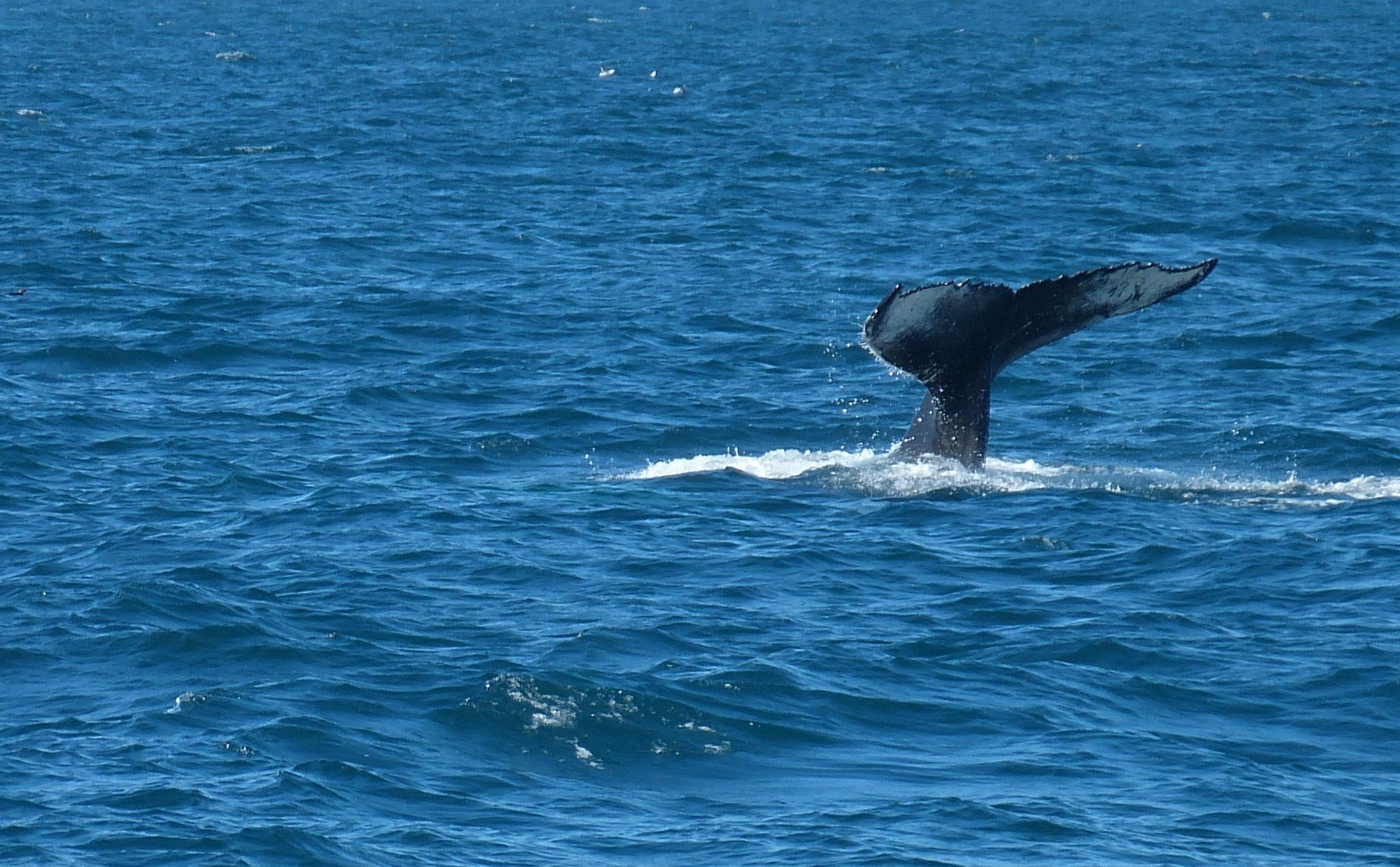 1080P, day, large, dolphin, mammal, animal, animal Fin, no people, whale, wal, motion, animals And Pets, tail Fin, diving, Reykjavik, underwater, marine, HD Wallpaper