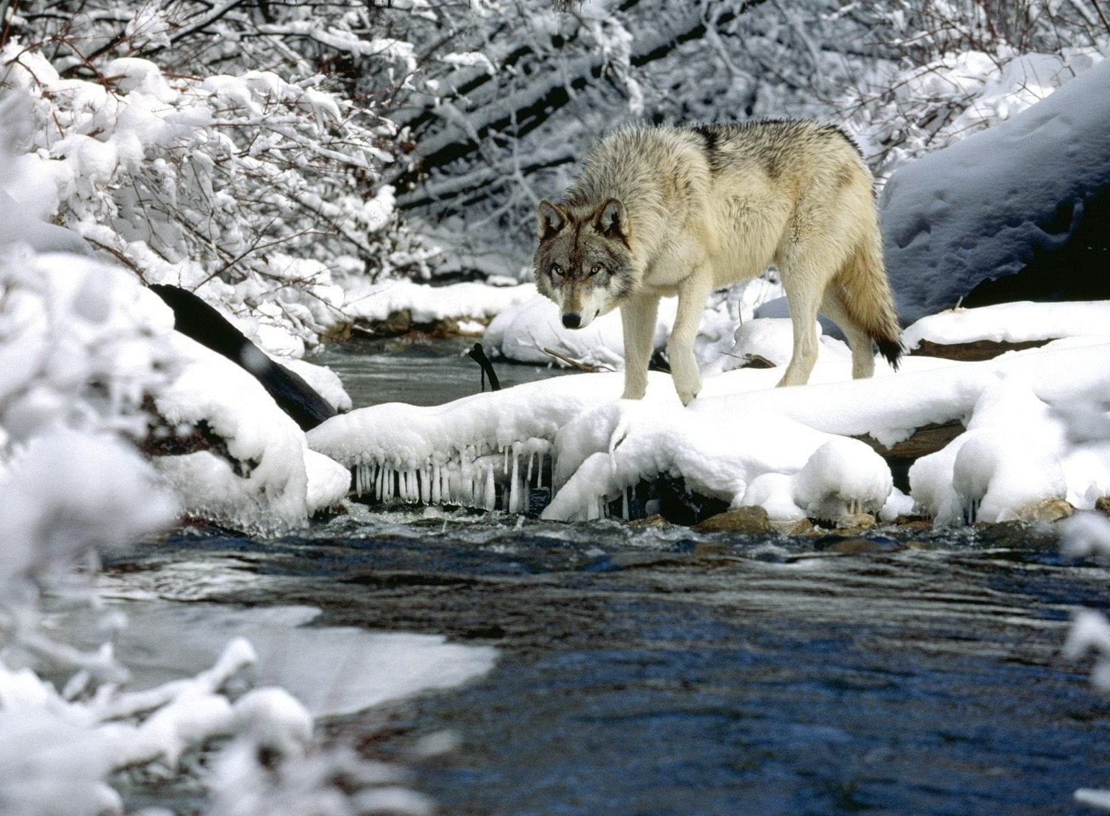 outdoors, animal Themes, frozen, gray, group of animals, beauty in nature, bavarian Forest, gray Wolf, cold - Temperature, animal wildlife, wildlife, 720P, HD Wallpaper