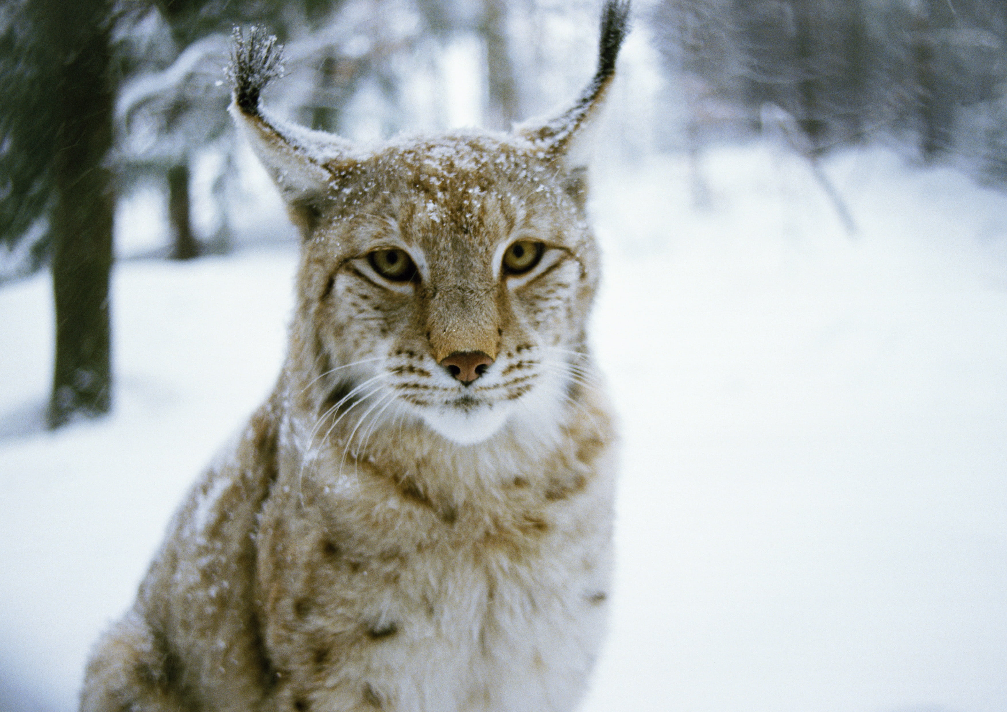 undomesticated Cat, bobcat, scandinavian, looking at camera, cold temperature, lynx, nordic Countries, fur, 2K, focus on foreground, wildlife, mammal, HD Wallpaper