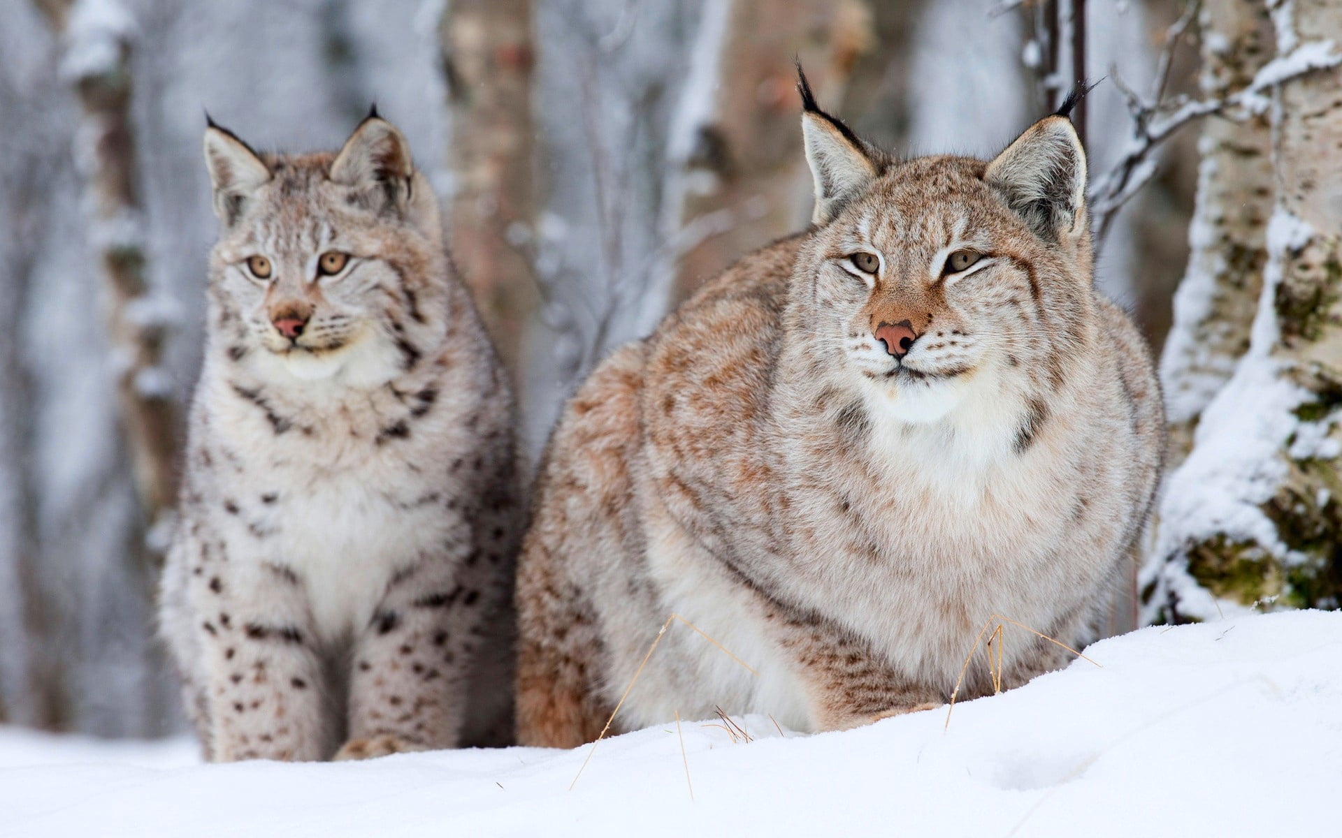 wilderness Area, nature, animal themes, wildcat - Animal, snow, brown, feline, endangered Species, cats, sit, wildlife, animals Hunting, outdoors, sitting, HD Wallpaper