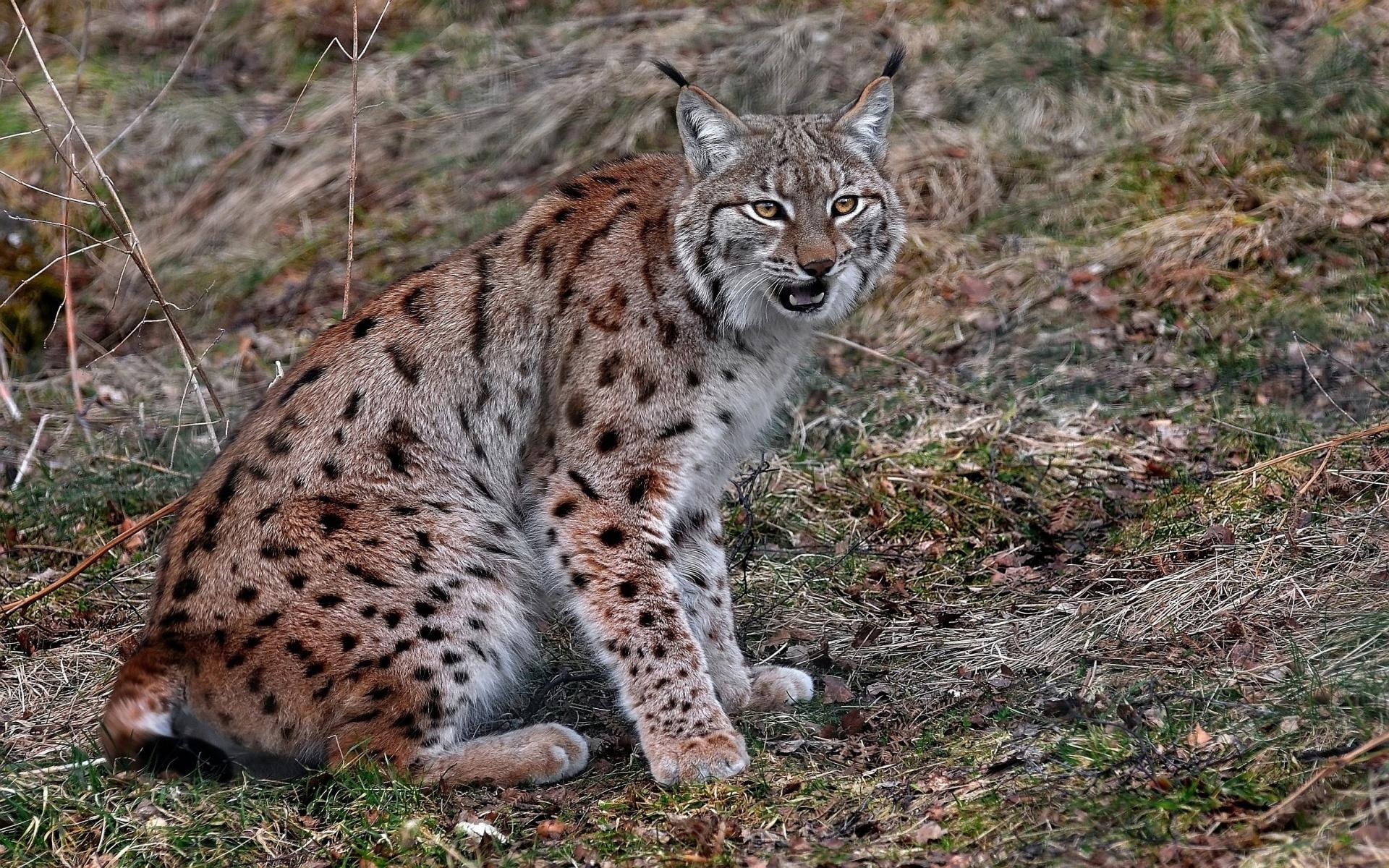 animals, eurasian, 1920x1200, eurasian lynx, 1080P, lynx, cat, HD Wallpaper