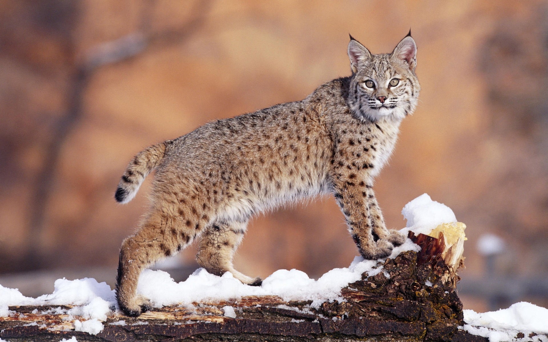 day, focus on foreground, cold temperature, beautiful, big cat, domestic animals, bobcat, vertebrate, wildlife, endangered Species, winter, outdoors, black, HD Wallpaper