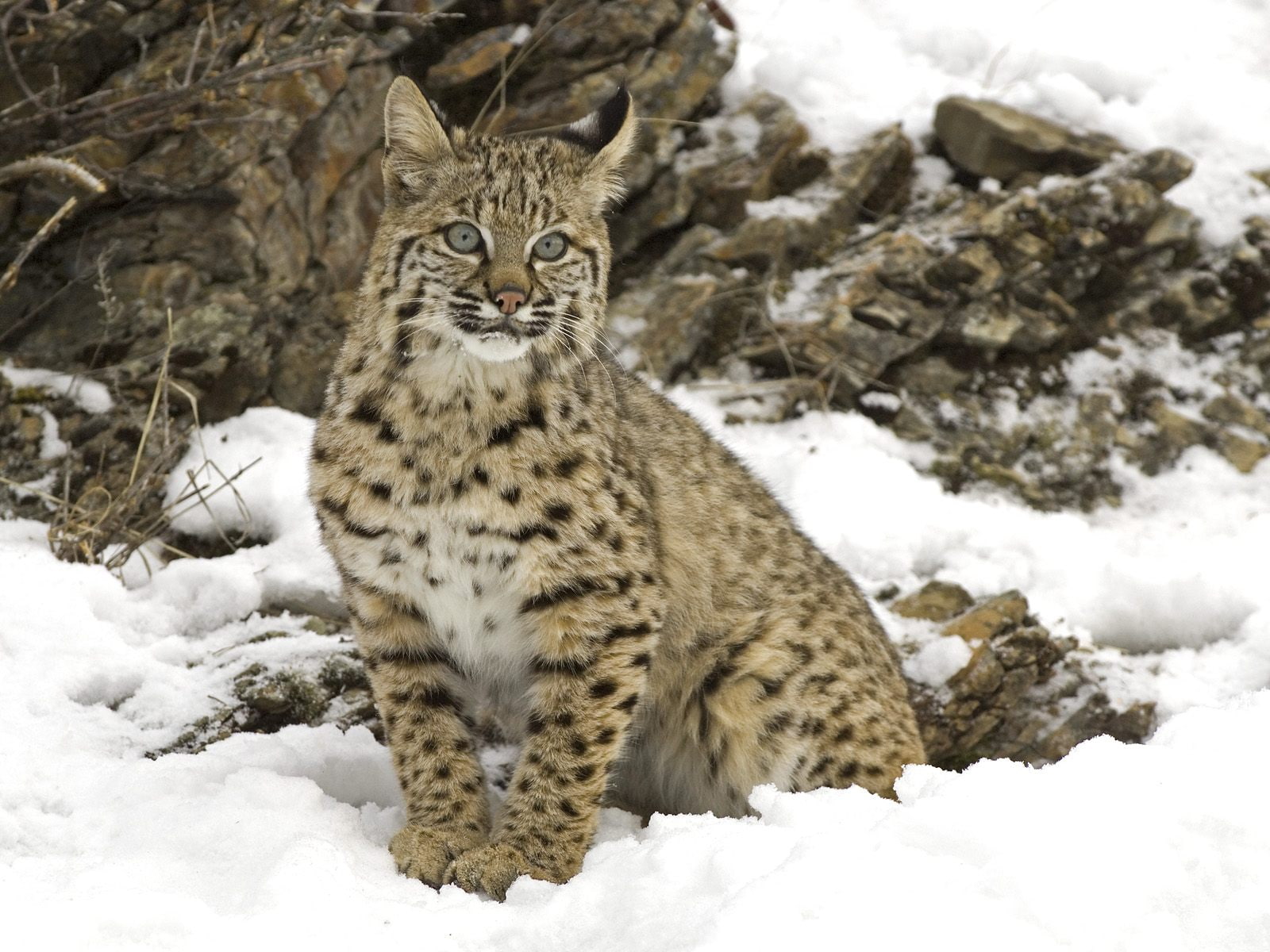 hd, lynx, animals, cat, snow, 720P, HD Wallpaper