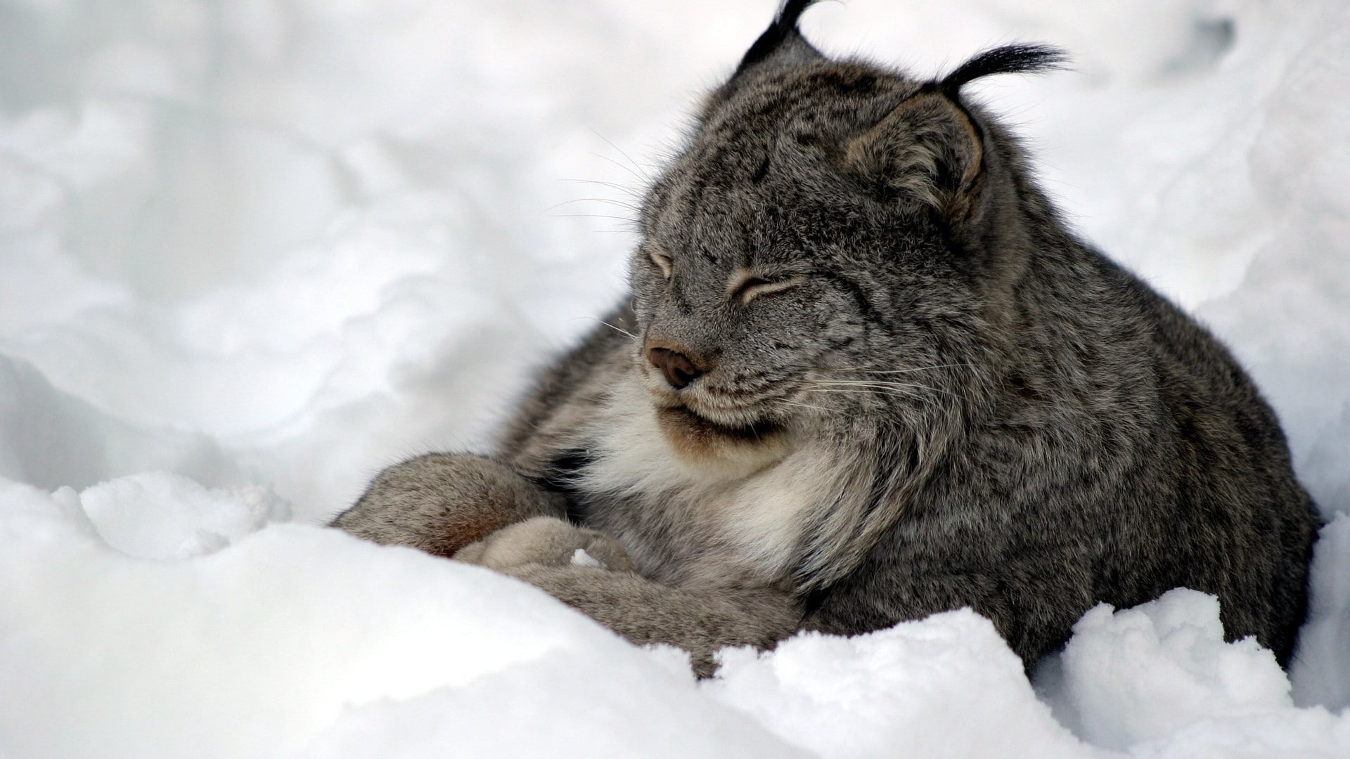 hd, 1080P, lynx, animals, bobcat, HD Wallpaper
