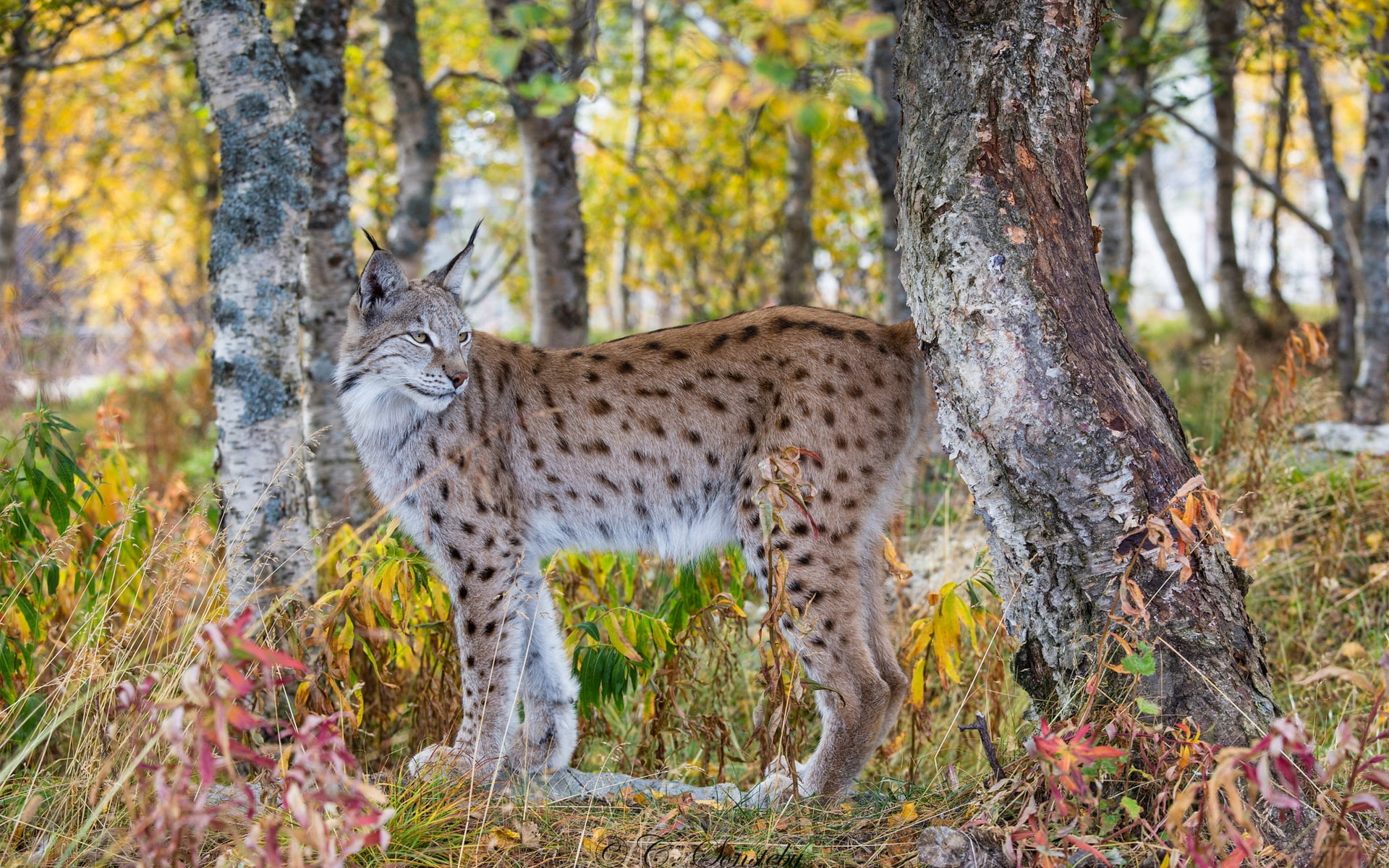 Autumn, 1080P, Forest, Lynx, HD Wallpaper