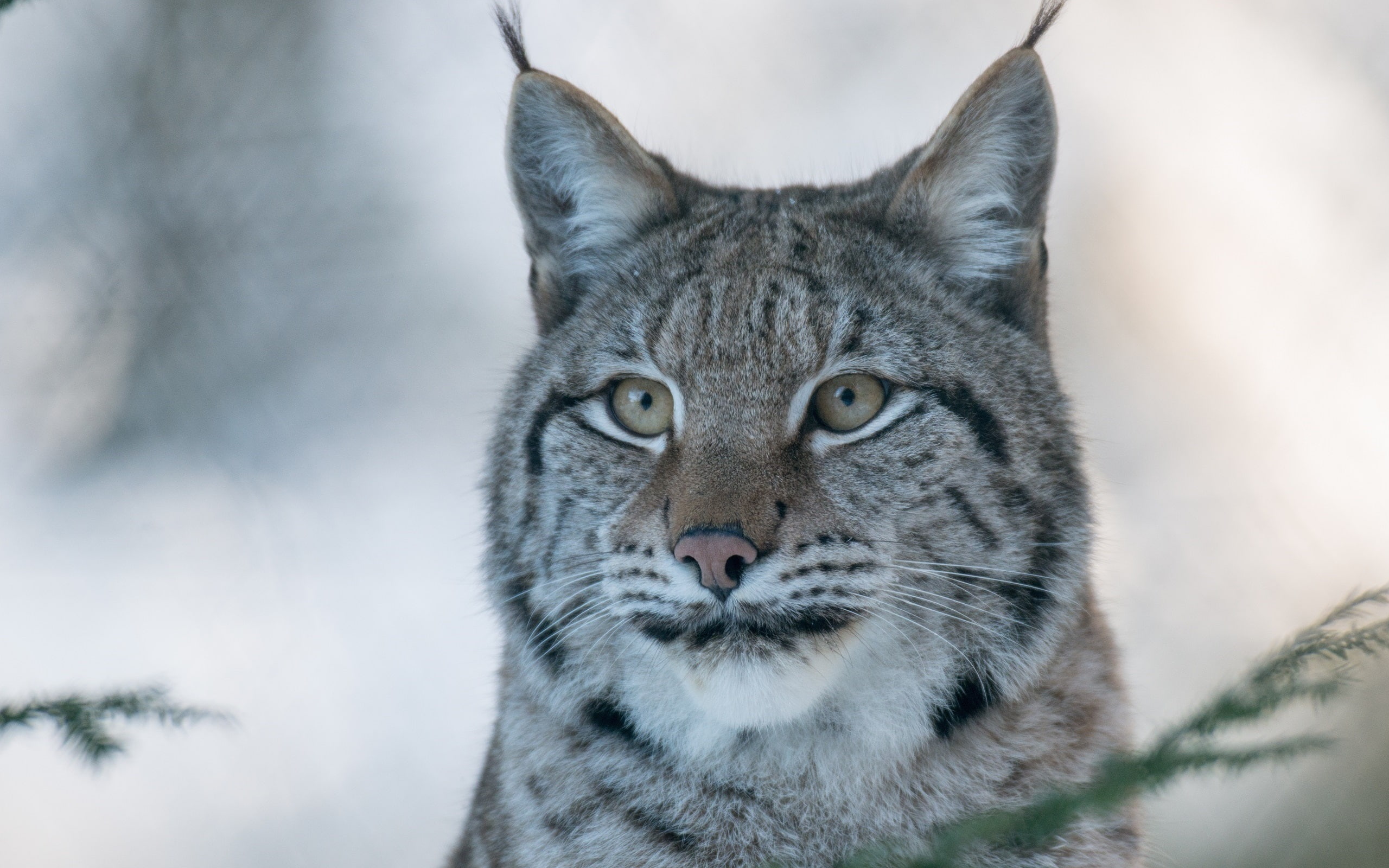 2K, Cat, Predator, Wild, Lynx, HD Wallpaper
