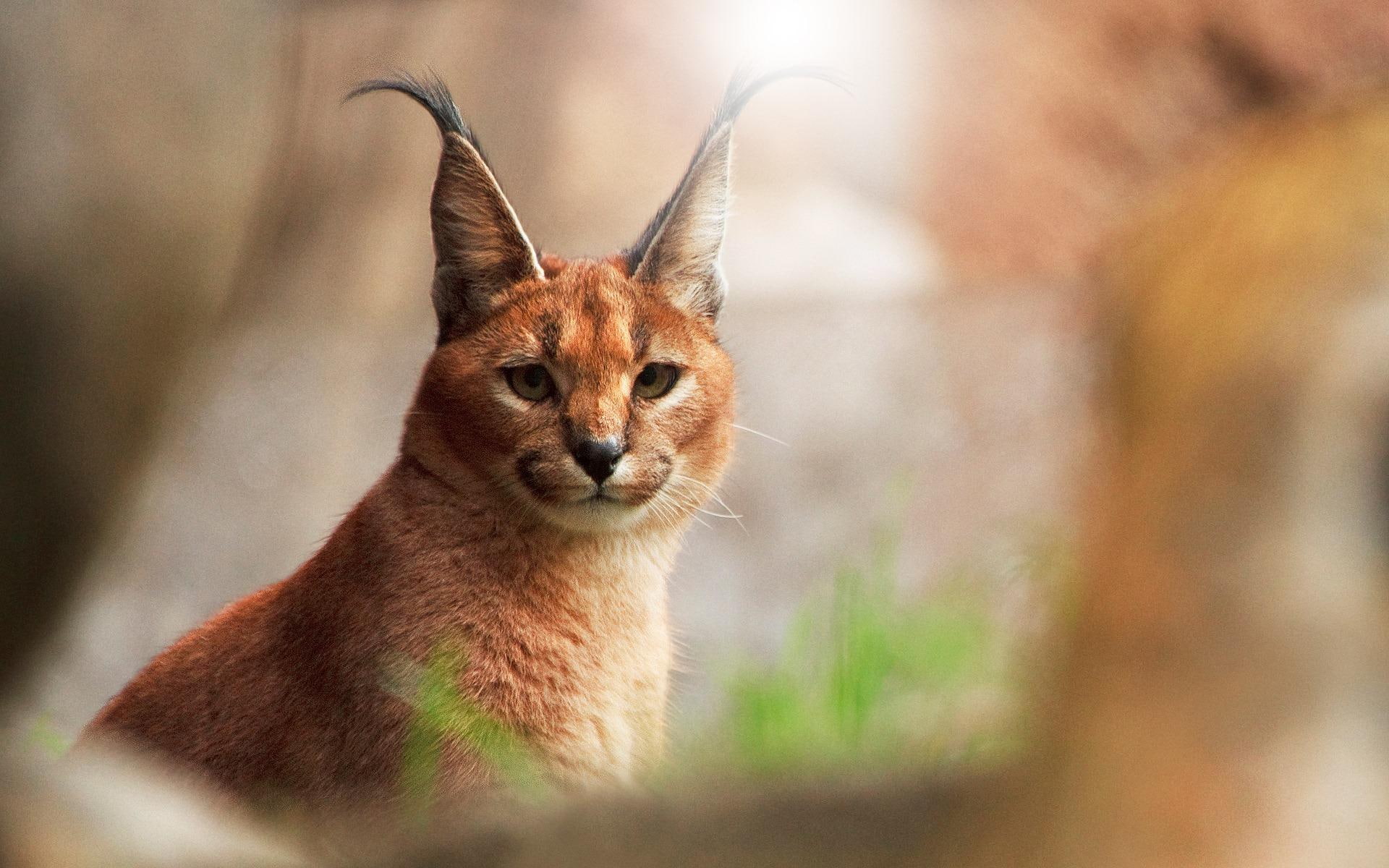 small, ears, animals, 1080P, trees, nature, lynx, eyes, mouth, legs, forest, wild, cats, nose, daylight, HD Wallpaper