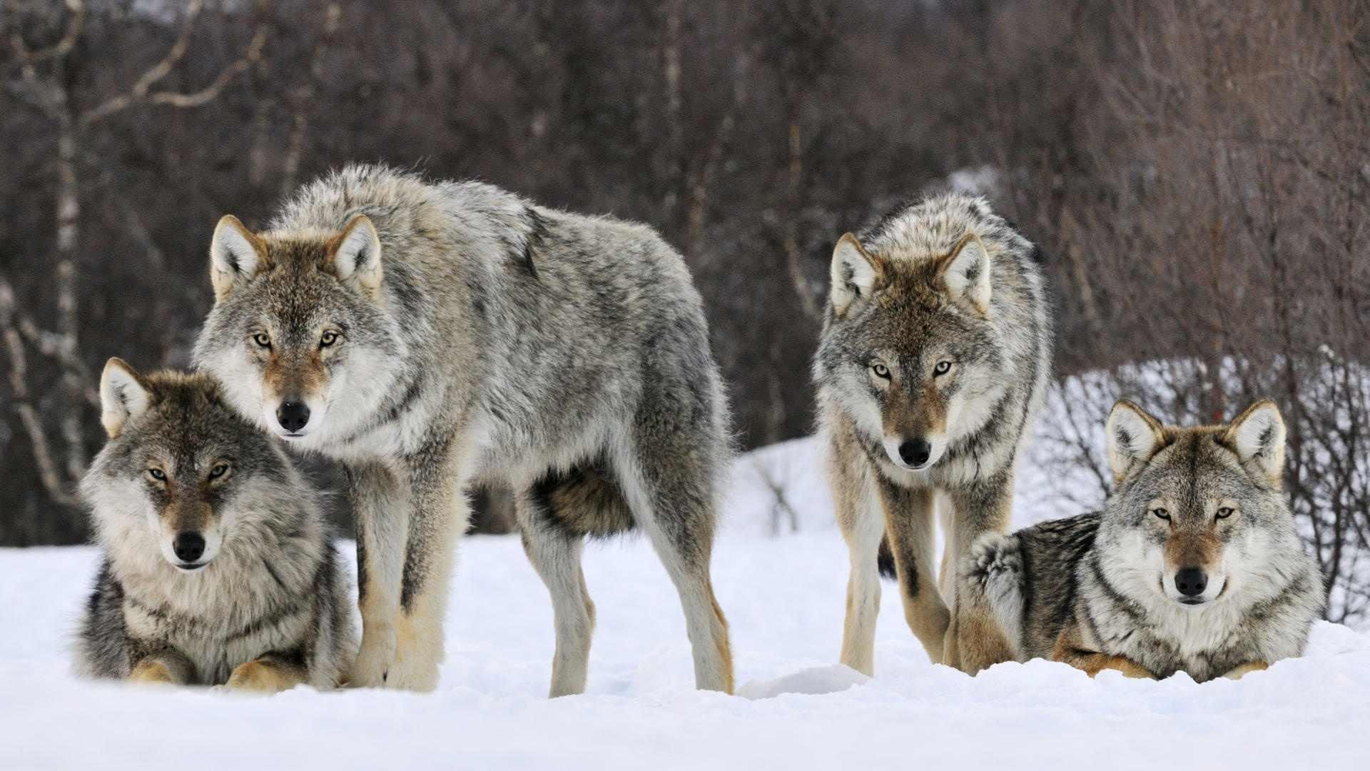 1080P, wolfpack, pack, wolves, winter, snow, animals, HD Wallpaper