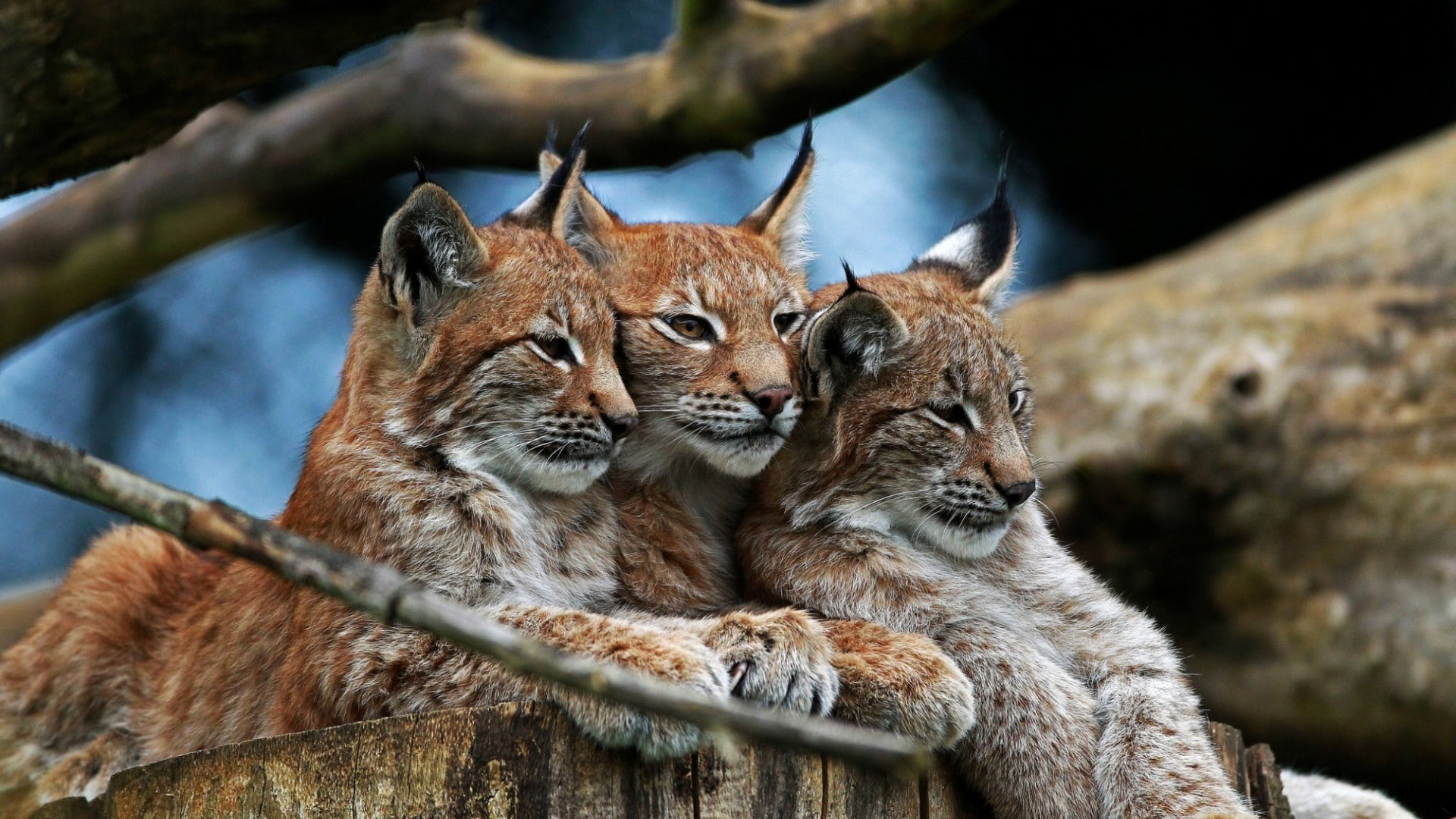 animals, lynx, 1080P, bobcat, hd, HD Wallpaper