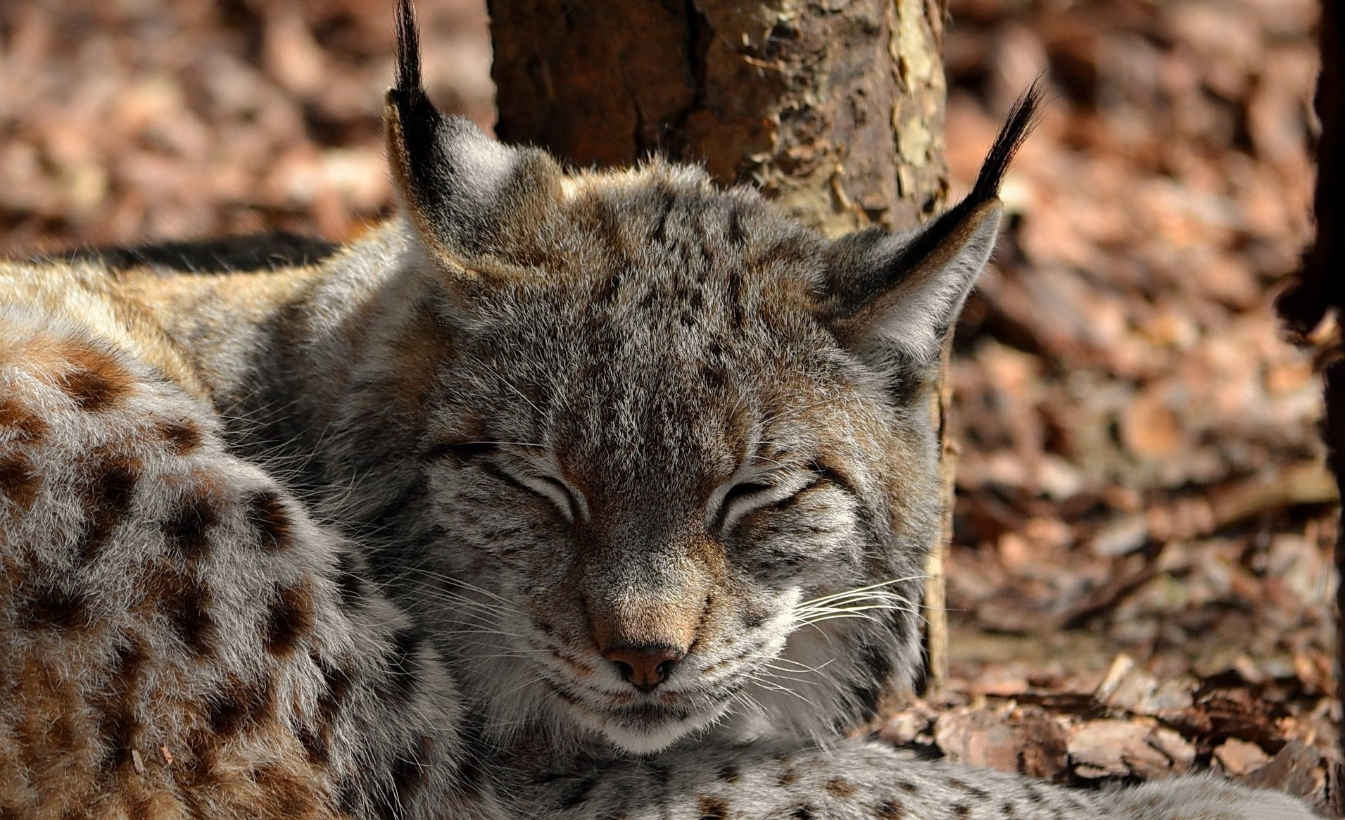 big cat, animals in the wild, vertebrate, mammal, whisker, gray, carnivora, nature, animal wildlife, cat, no people, relaxation, animal themes, day, land, HD Wallpaper