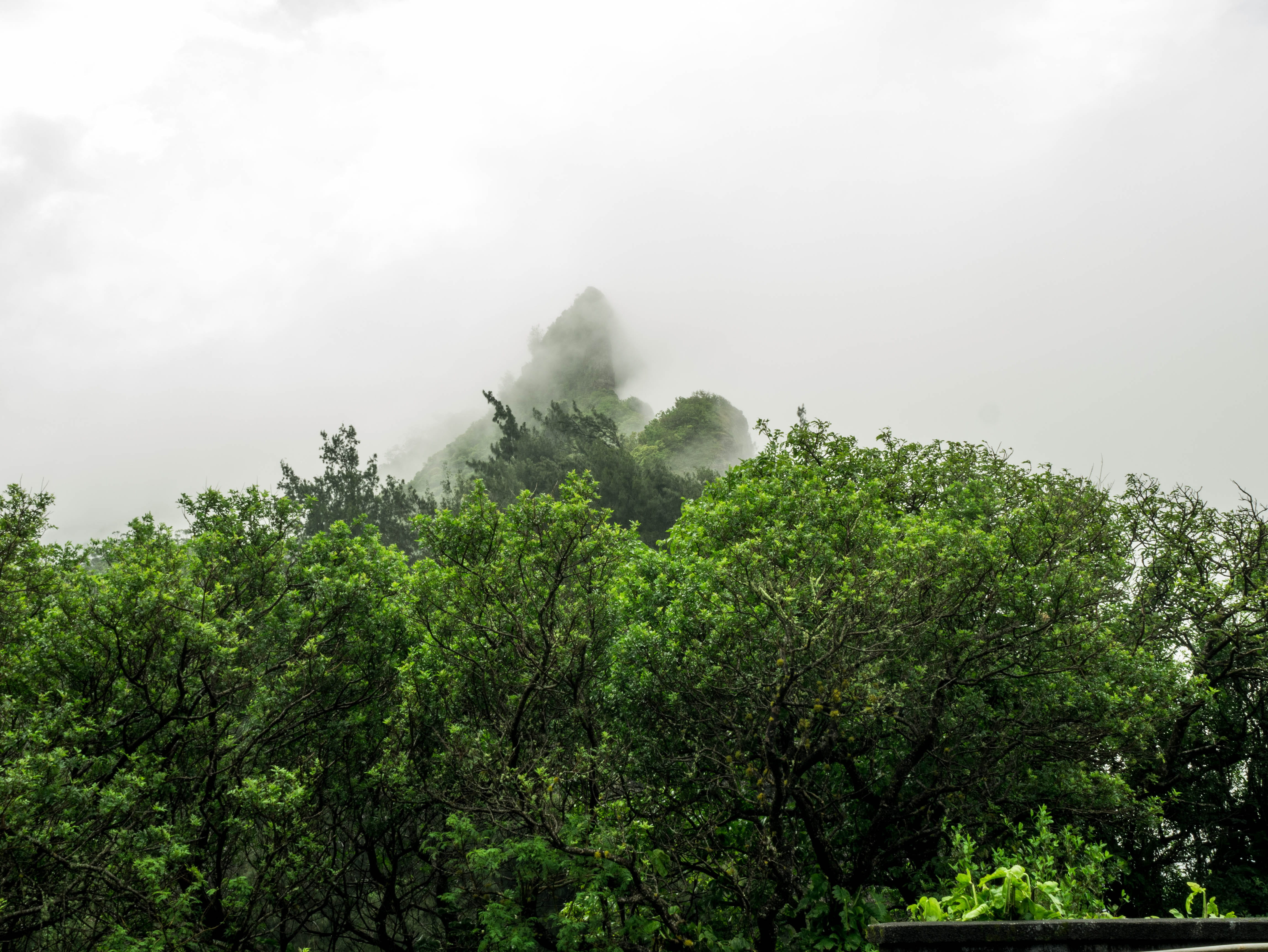 environment, scenics - nature, non-urban scene, honolulu, beauty in nature, no people, fog, sky, growth, green color, day, mountain peak, nature, united states, HD Wallpaper