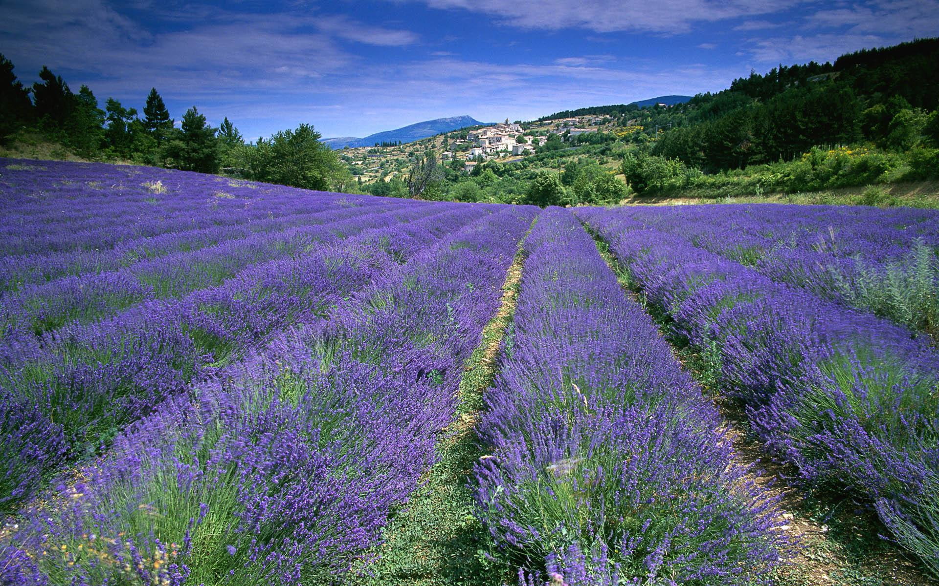 1080P, france, 3d and abstract, windows7theme, fields, HD Wallpaper