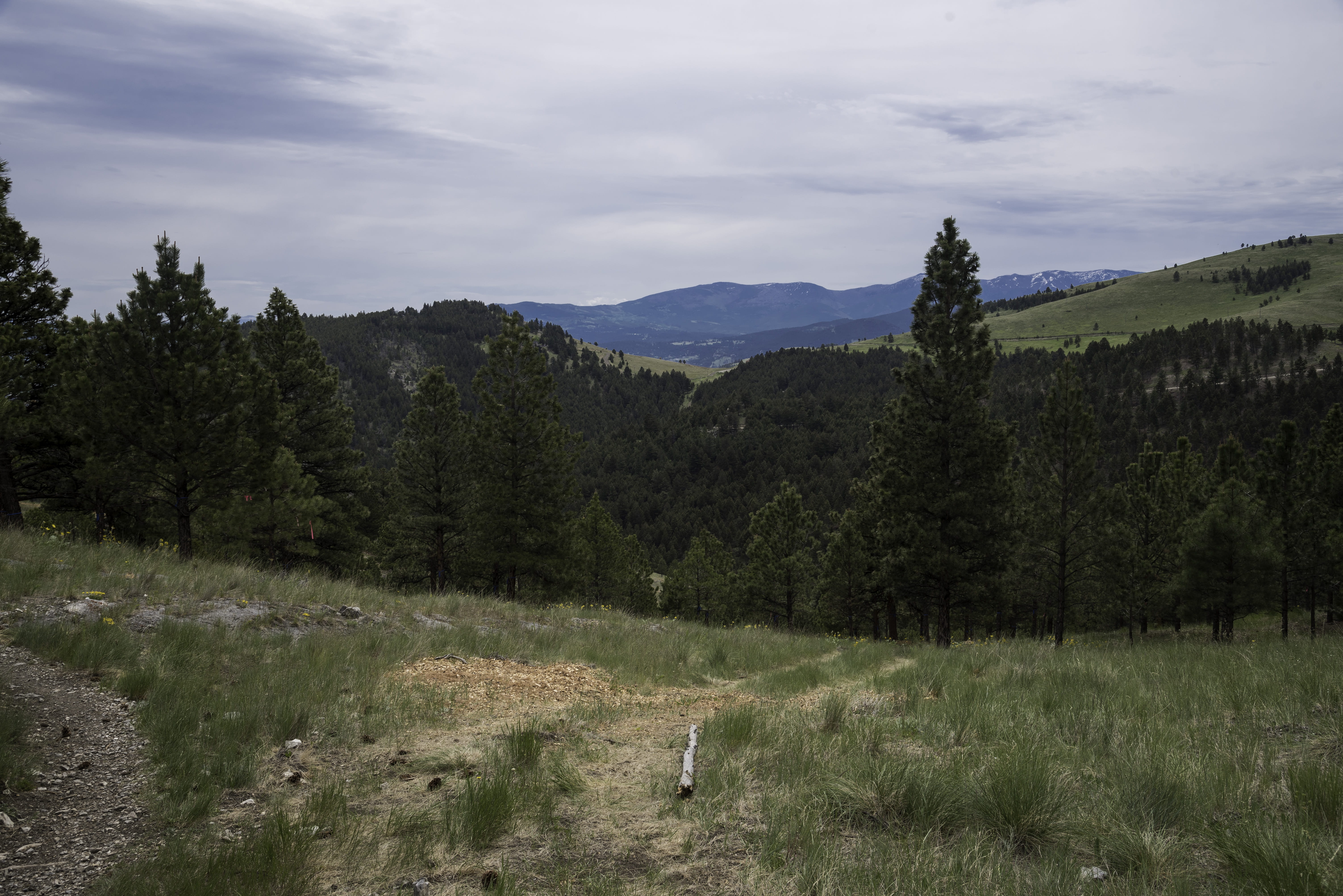 Mount, near, Helena, United States, Ascension, landscape, plant, nature, green color, field, trees, non-urban scene, mountain, outdoors, forest, coudy, HD Wallpaper