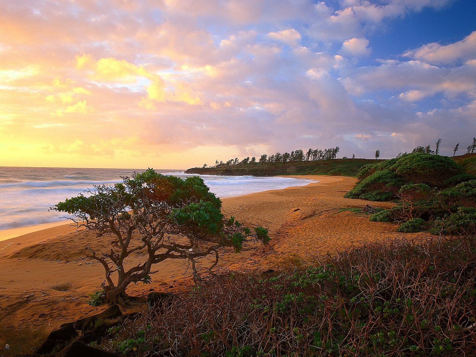 720P, beaches, kauai, donkey, hawaii, HD Wallpaper