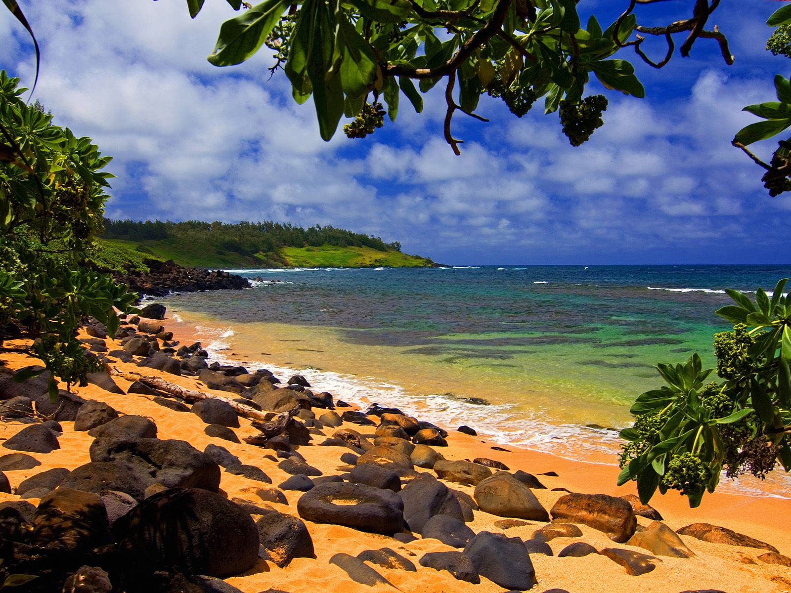 green, coconut Palm Tree, land, nature, outdoors, Kauai, tranquility, sea, summer, sand, scenics, rocky coastline, beauty In Nature, growth, journey, water, HD Wallpaper