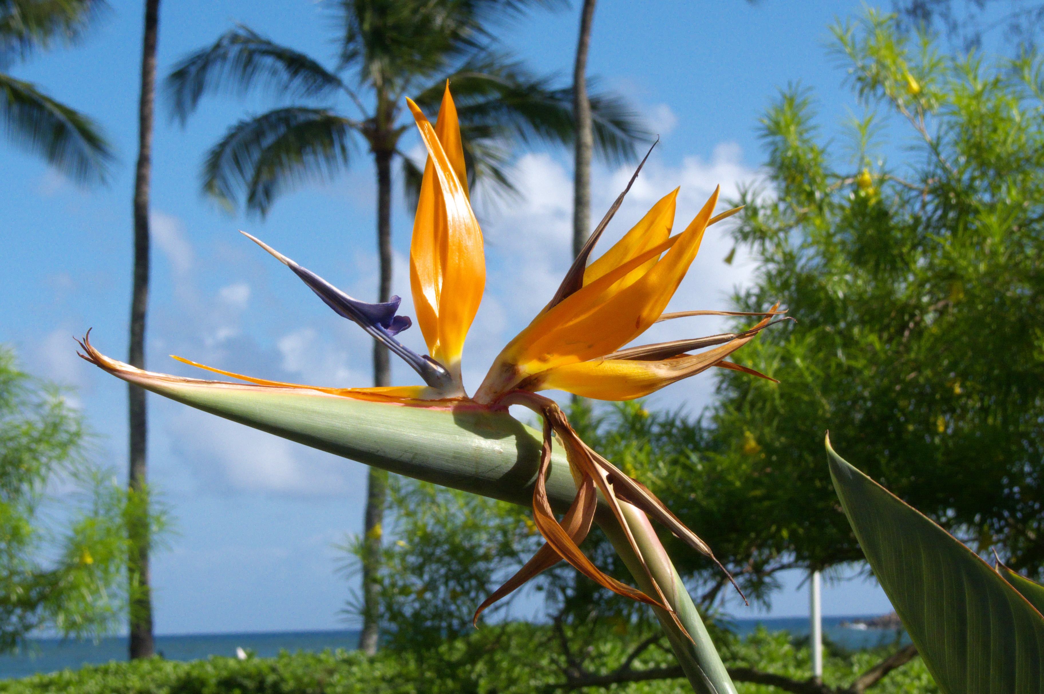 plants, focus on foreground, flower, tropical climate, vulnerability, beauty in nature, tree, fragility, nature, day, flowering plant, plant, kauai, sky, HD Wallpaper