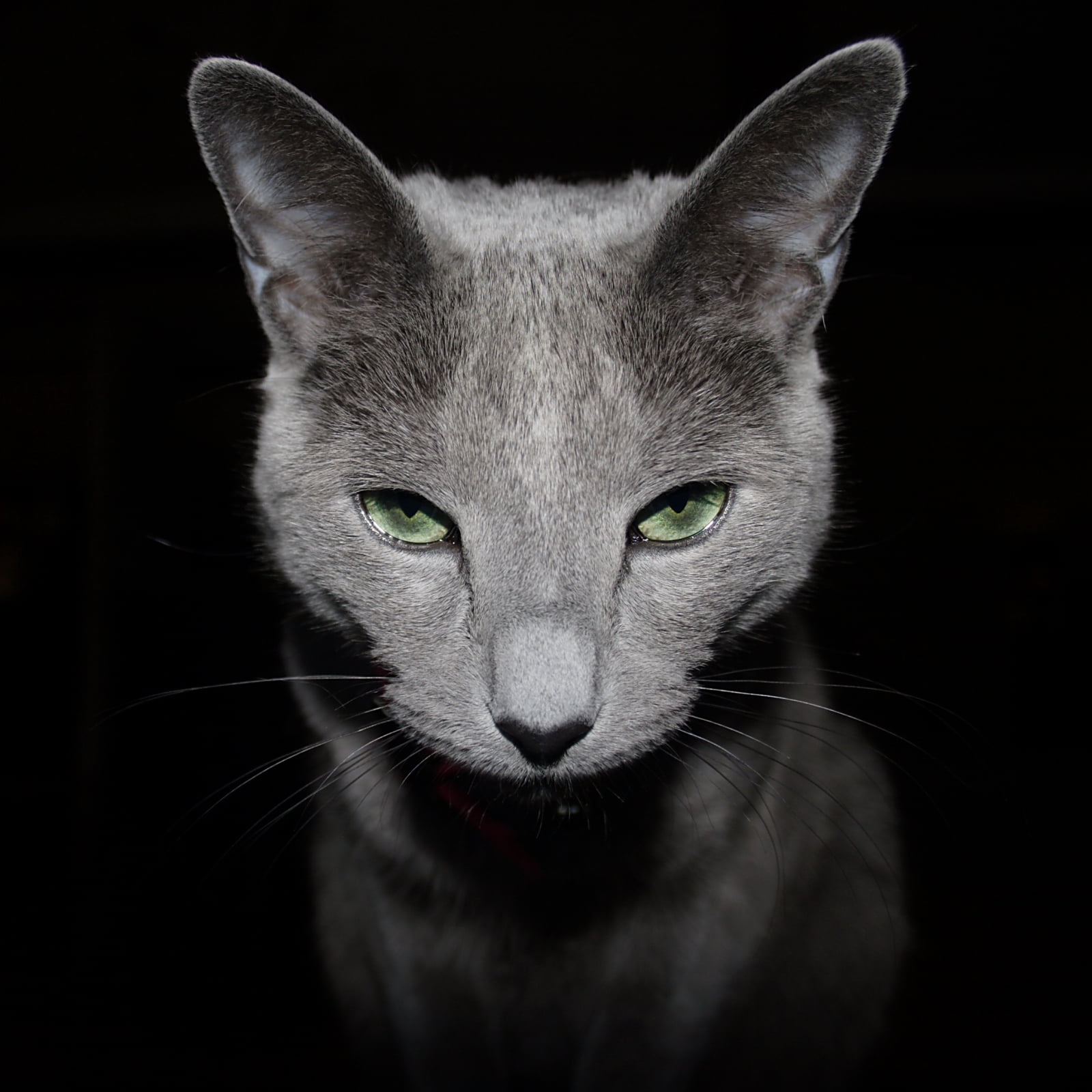 shallow focus, kitten, shallow, focus, looking, russian blue, russian  blue, breeder, cute, animal, 720P, cats, domestic Cat, Portrait, mammal, pets, domestic Animals, Phone HD Wallpaper