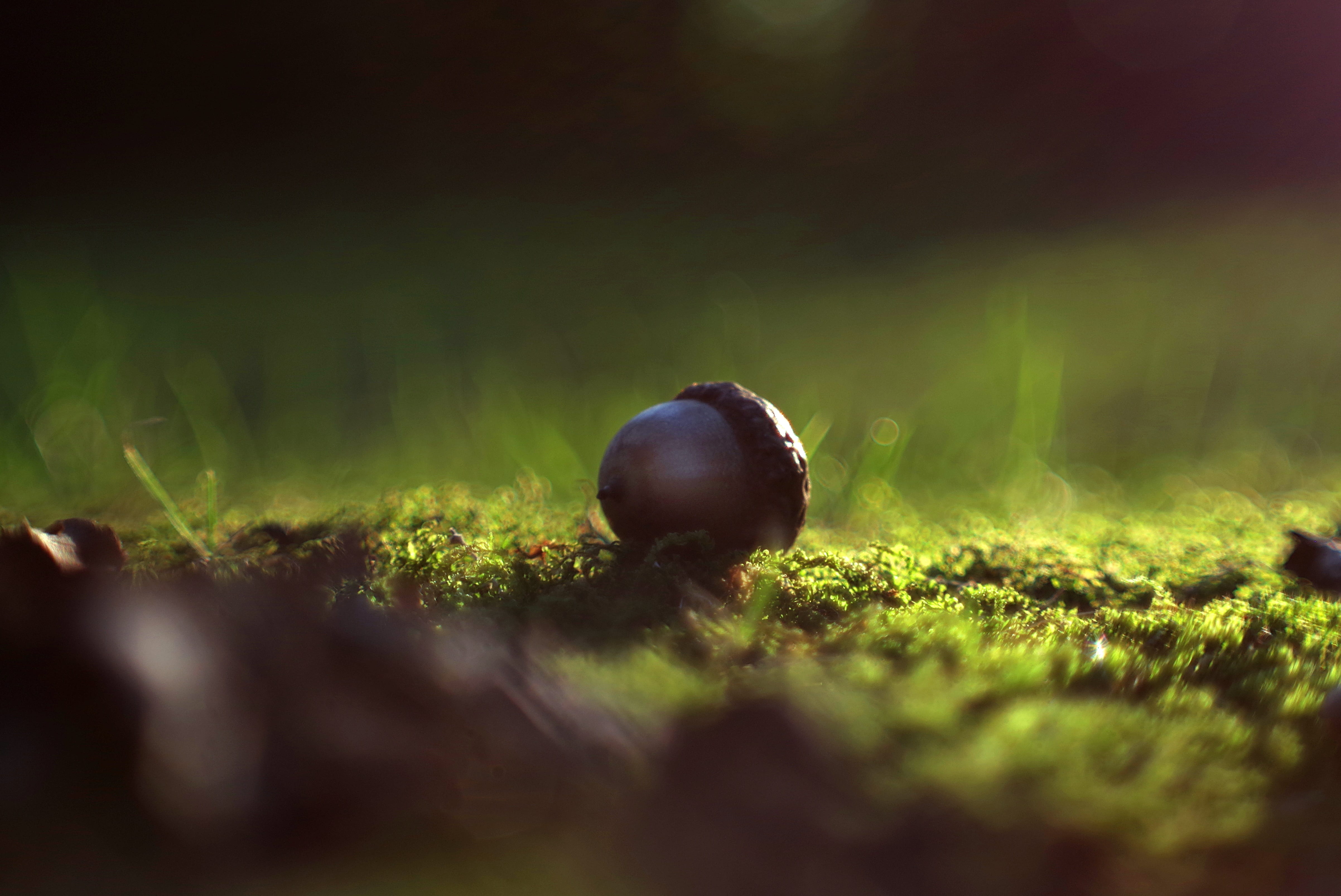 oak, the beauty of nature, nature, green color, autumn, moss, food and drink, forest, food, grass, land, park, animals in the wild, close-up, invertebrate, HD Wallpaper