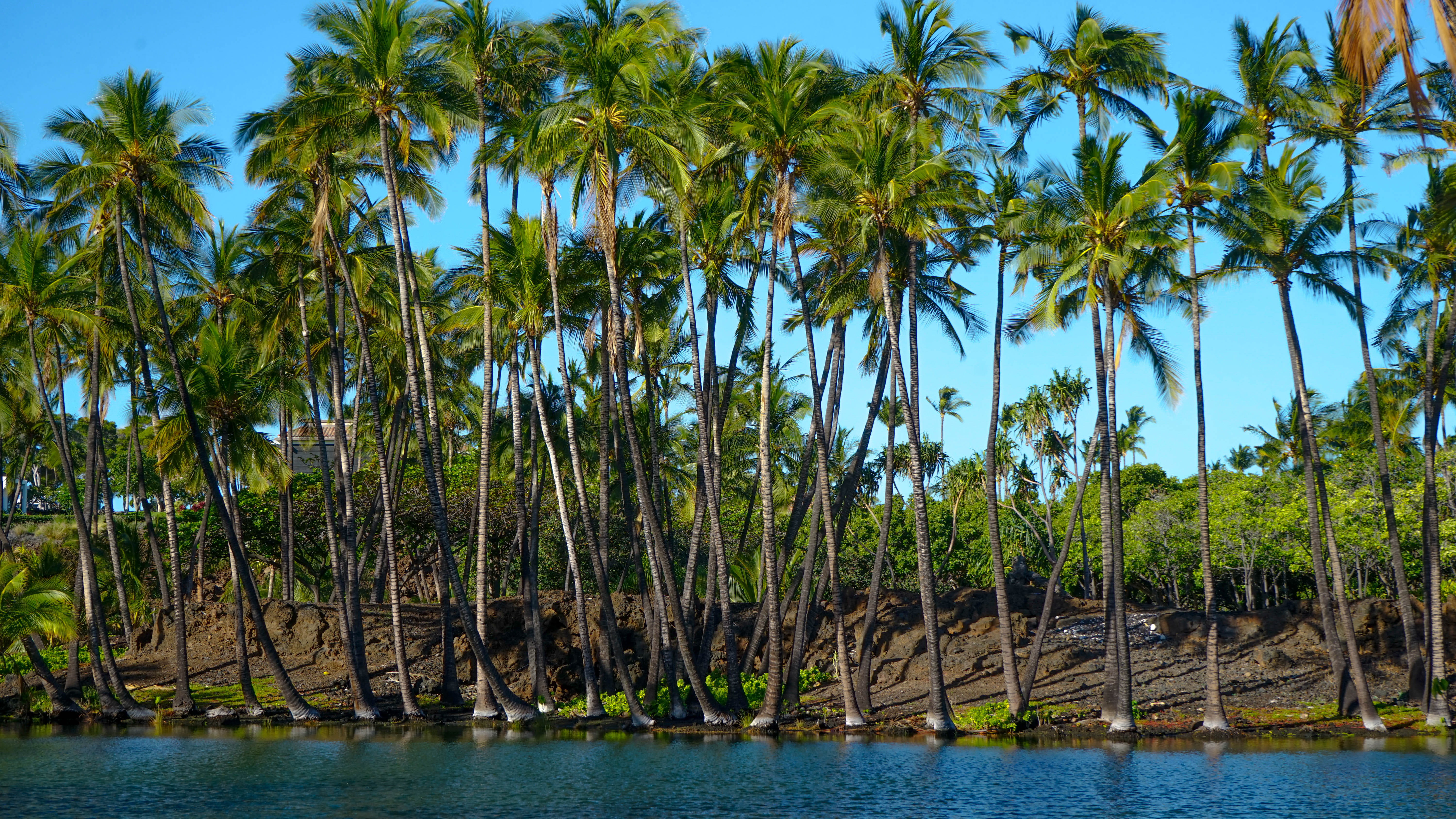 beauty in nature, water, scenics - nature, idyllic, outdoors, united states, non-urban scene, mauna lani bay hotel and bungalows, hawaii, trunk, green color, HD Wallpaper