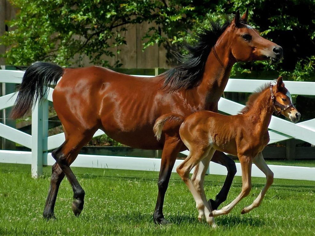 mother, art, horse, s, 480P, cavalo, love, hd, animals, horses, HD Wallpaper