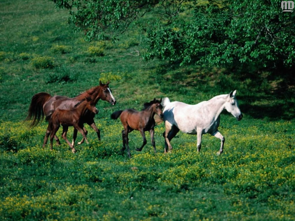 art, horses, animals, horse, animal, 480P, hd, cavalo, HD Wallpaper