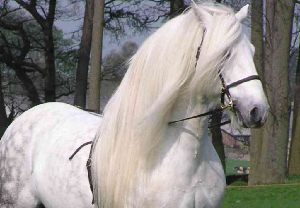 art, horses, cavalo, m, horse, 480P, beautiful, hd, animals, HD Wallpaper