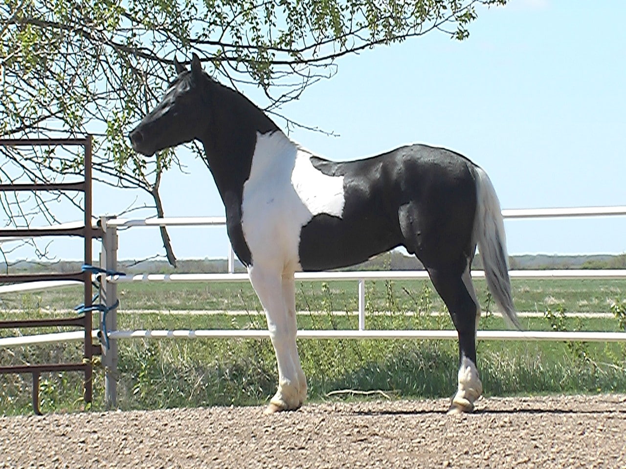 animal, horse, animals, hd, horses, art, cavalo, 720P, HD Wallpaper