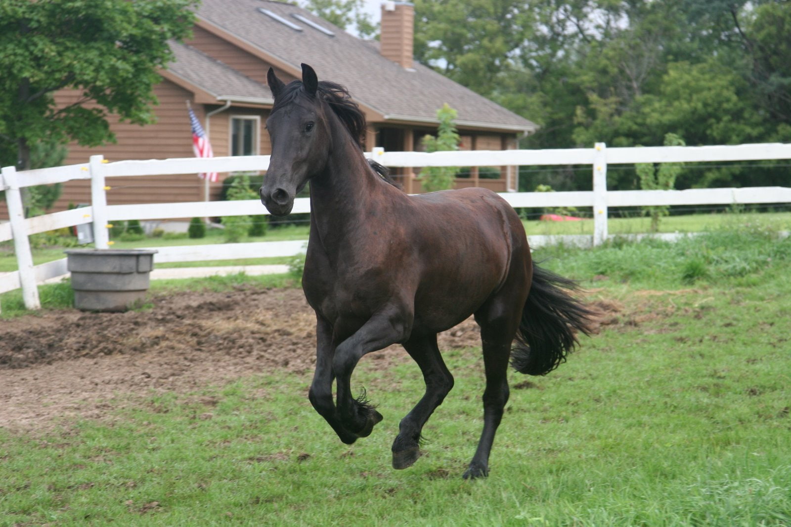 720P, art, horses, animal, hd, horse, cavalo, animals, HD Wallpaper