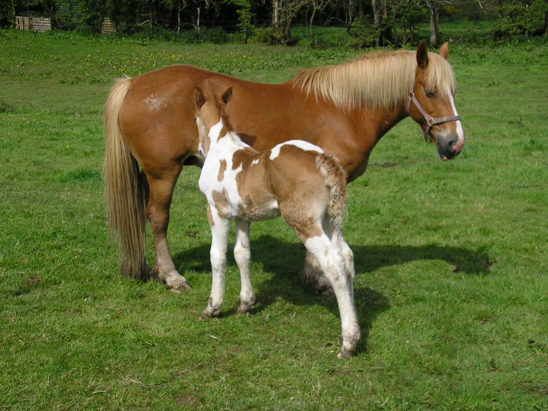 horse, horses, animal, hd, art, 1080P, cavalo, animals, HD Wallpaper