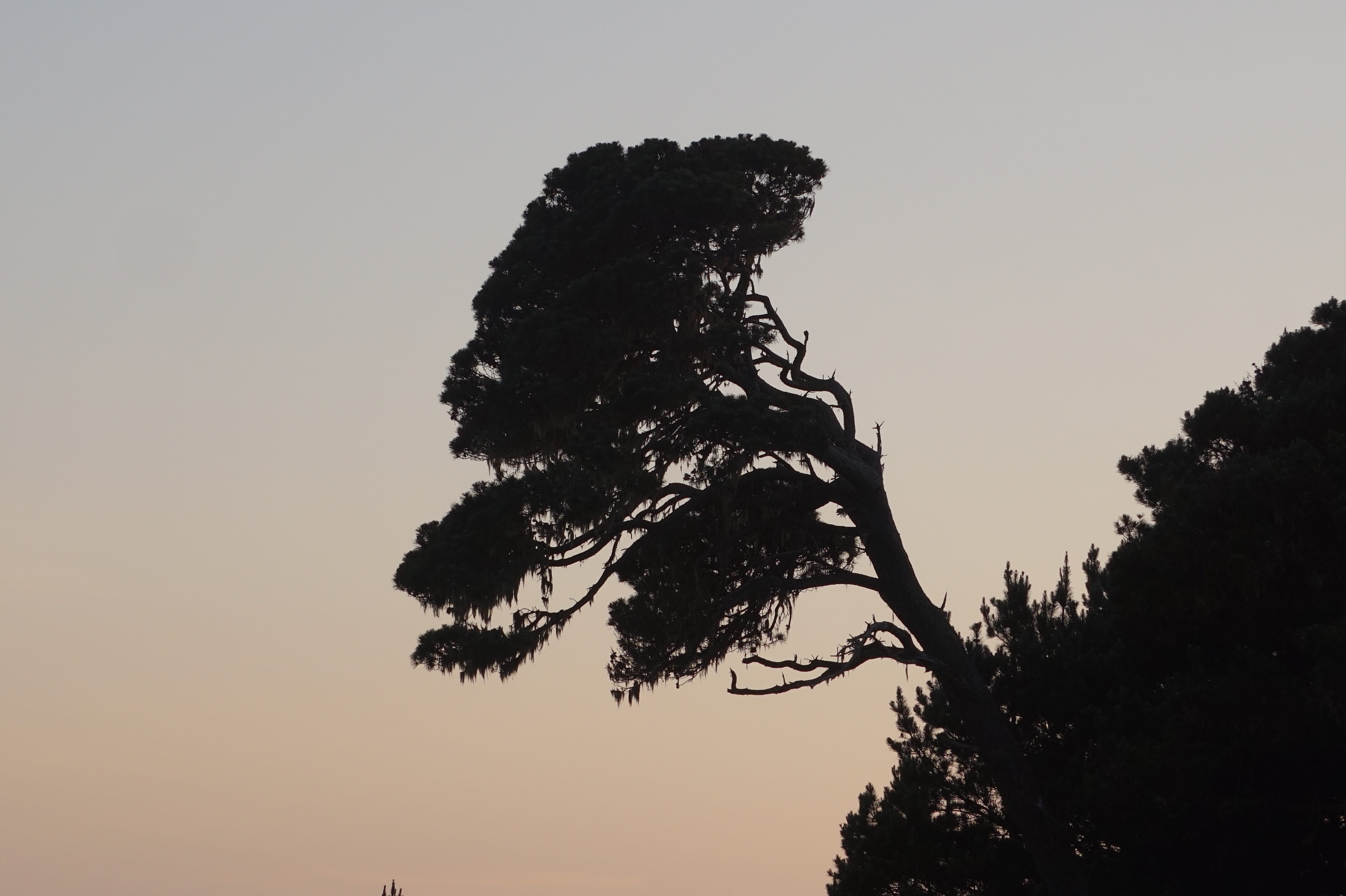 coast, growth, plant, nature, landscape, scenics - nature, mendocino, clear sky, low angle view, tranquil scene, beach, tree, sunset, no people, 5K, branch, HD Wallpaper