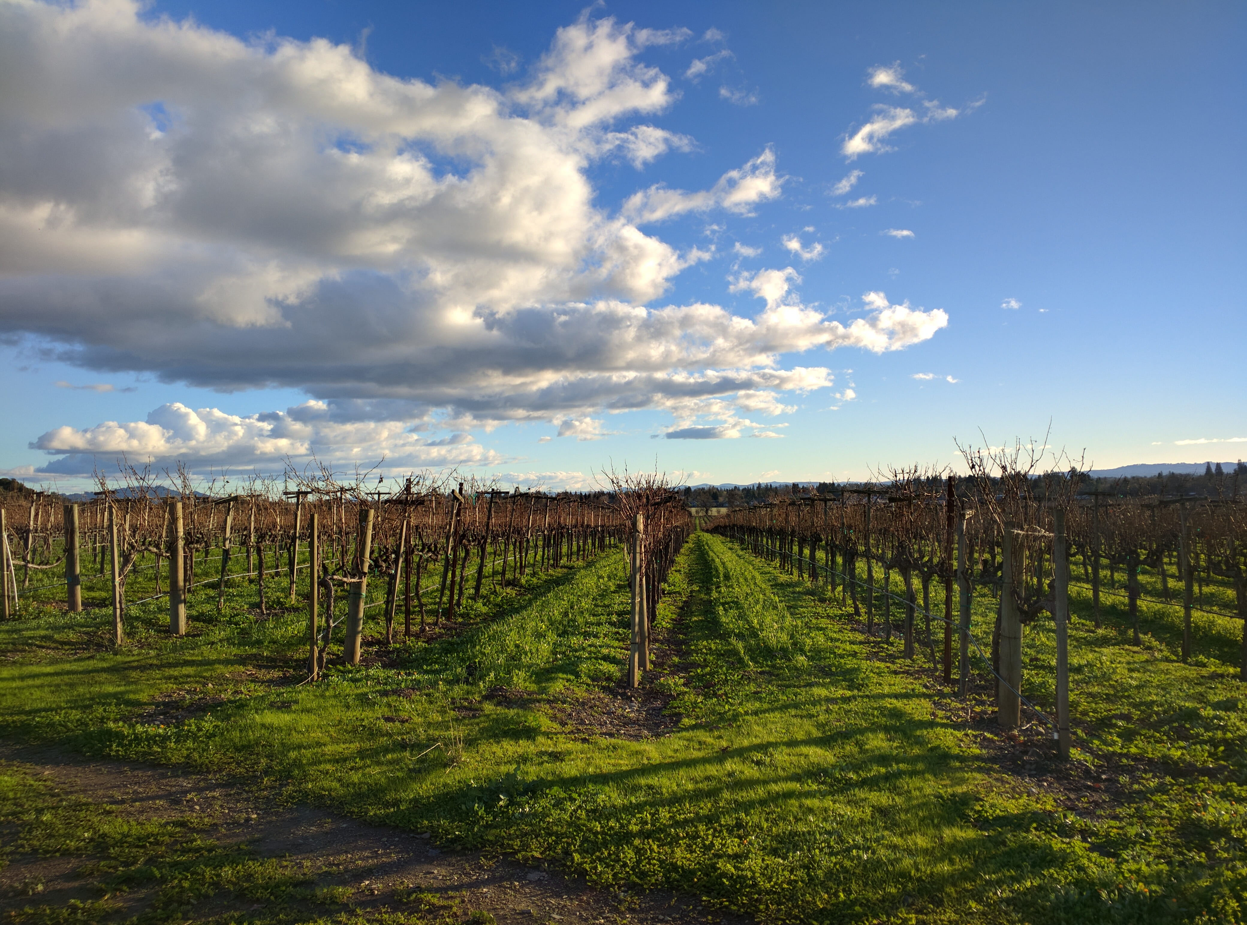 growth, vinyard, beauty in nature, tranquil scene, rural scene, day, united states, plantation, plant, no people, outdoors, environment, winemaking, landscape, HD Wallpaper