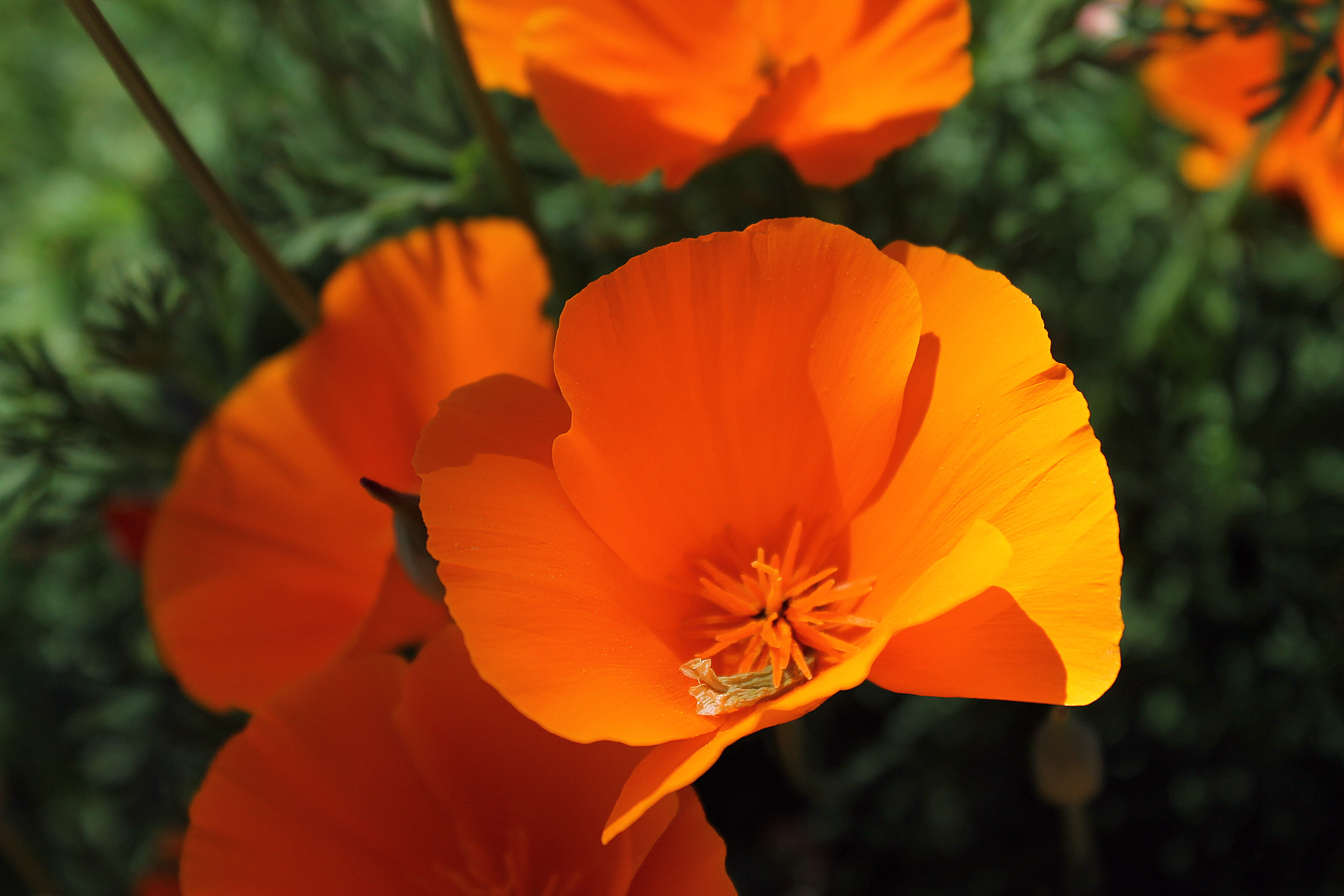 freshness, 4K, poppy, sonoma, plants, poppies, sunshine, close-up, botany, inflorescence, flowers, beauty in nature, bright, californiapoppy, flower head, HD Wallpaper