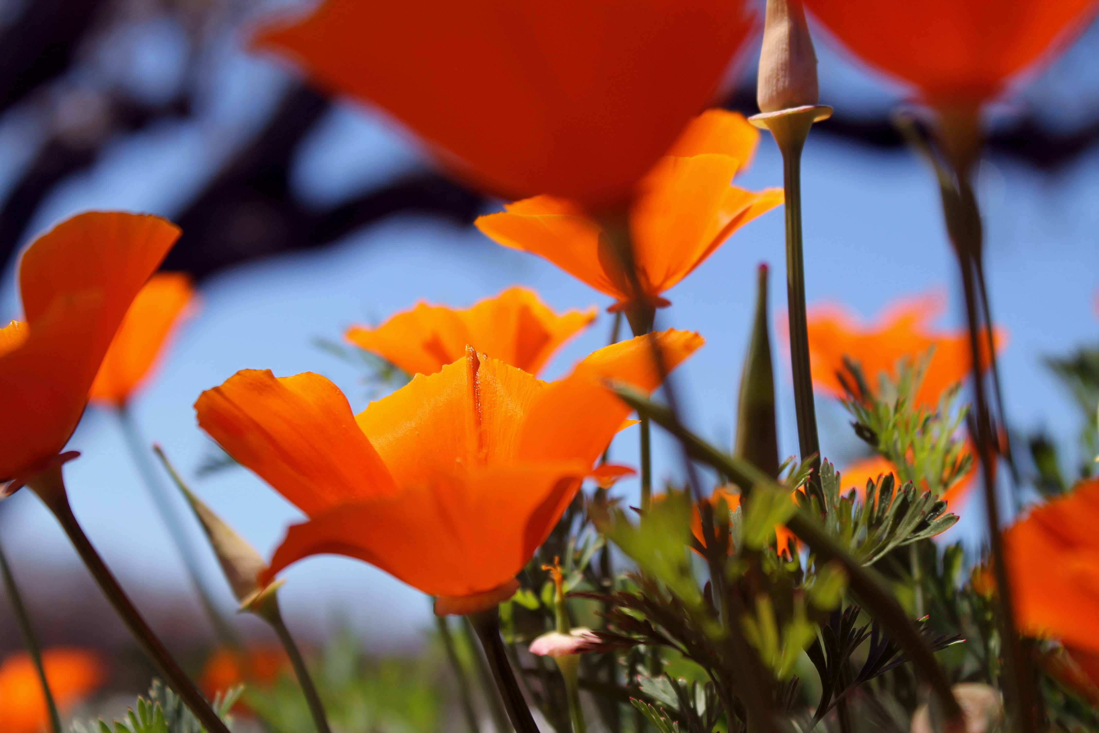 vulnerability, explore, nature, freshness, california, inflorescence, tulip, selective focus, golden, poppy, 4K, flower, flowering plant, poppies, petal, HD Wallpaper