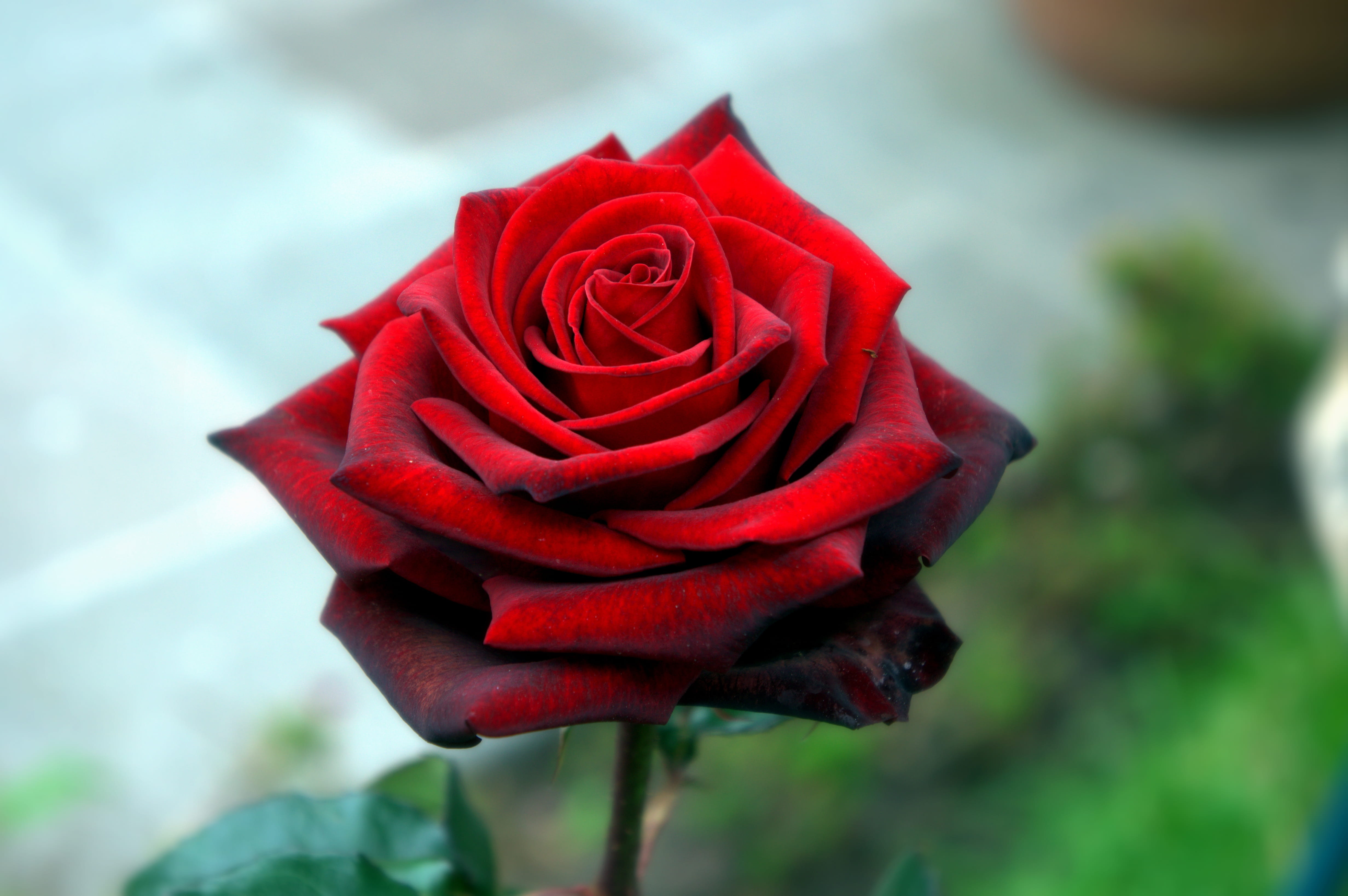 ecuador, macro, nature, flower head, close-up, fower, vulnerability, outdoors, focus on foreground, rose, flower, red, rose - flower, plant, wilted plant, HD Wallpaper