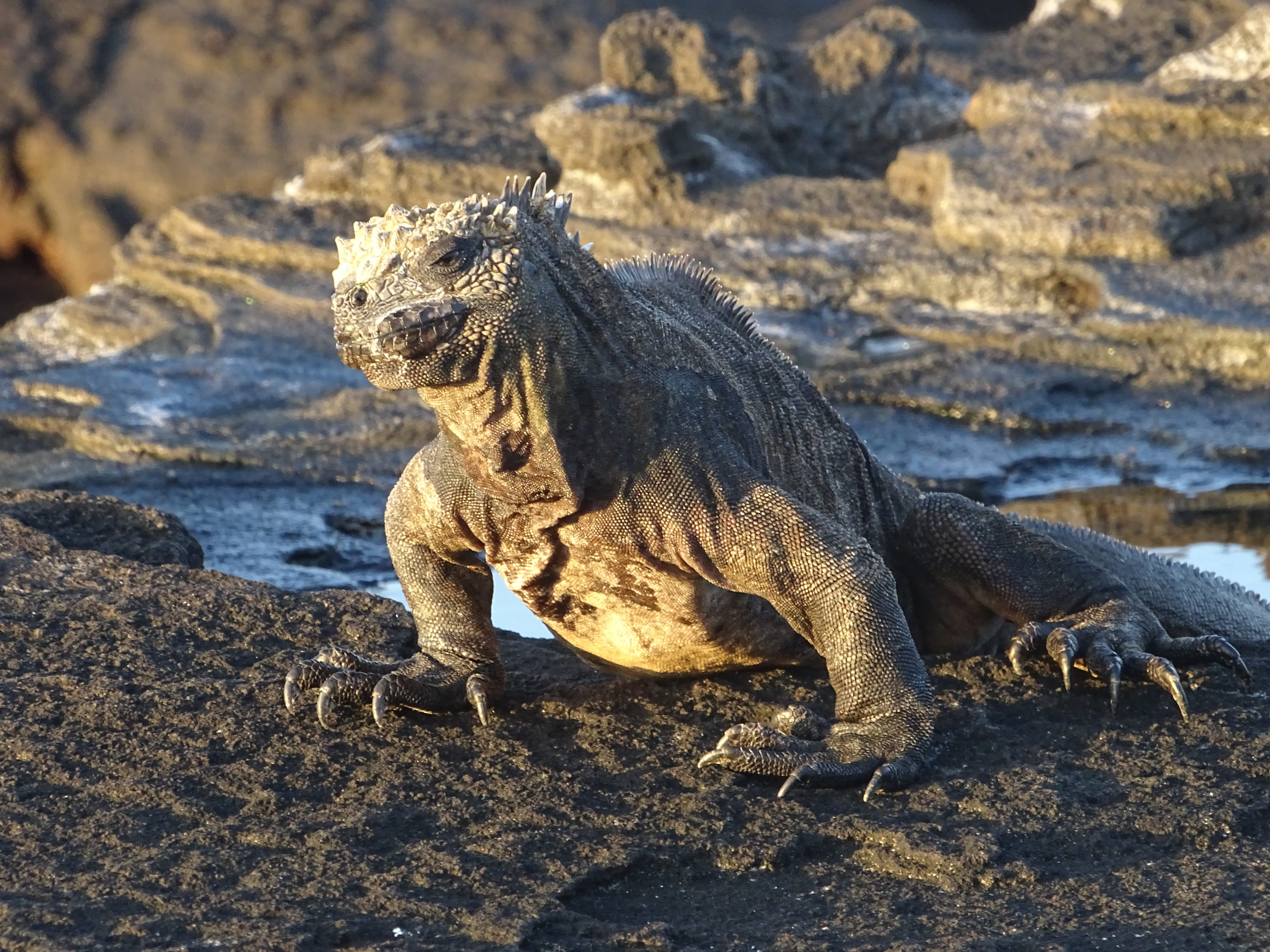 solid, focus on foreground, sunlight, iguana, outdoors, 5K, ecuador, no people, side view, animal, day, rock, marine lizard, vertebrate, rock - object, HD Wallpaper