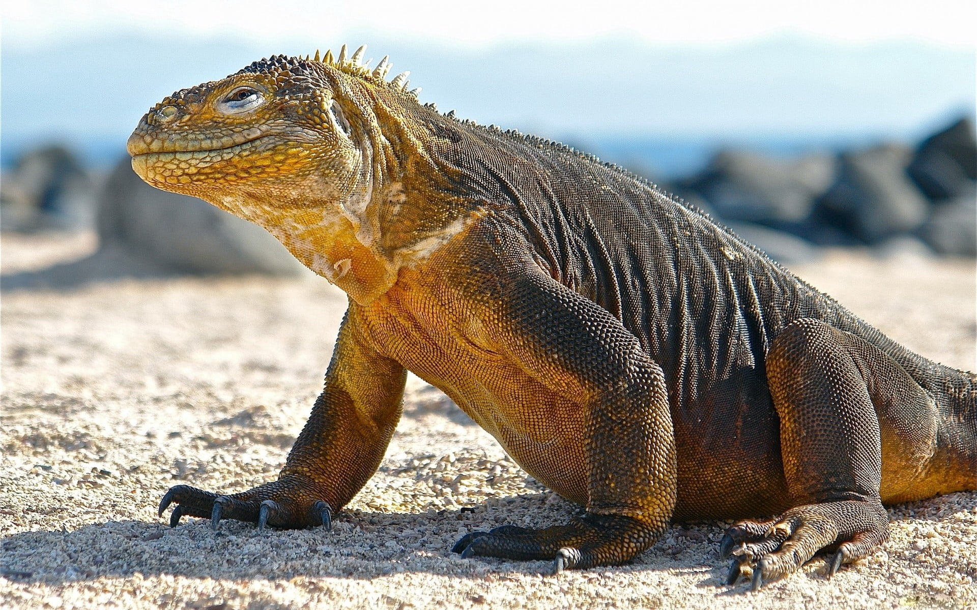day, one animal, animal wildlife, beach, ecuador, scales, profile view, galapagos Islands, land, sea, rock - Object, nature, no People, marine, lizard, HD Wallpaper